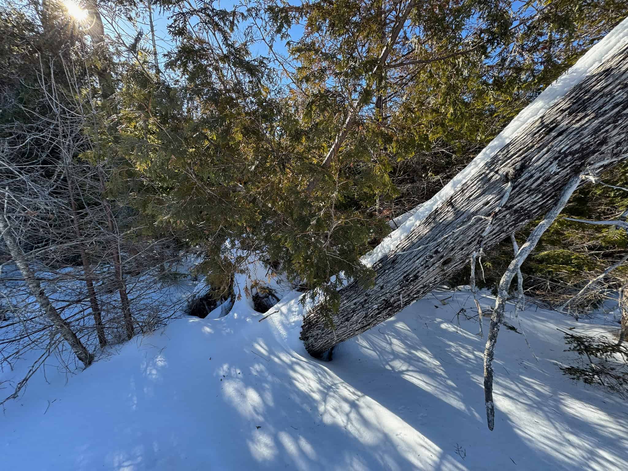 Maine Timberland Lot for Sale