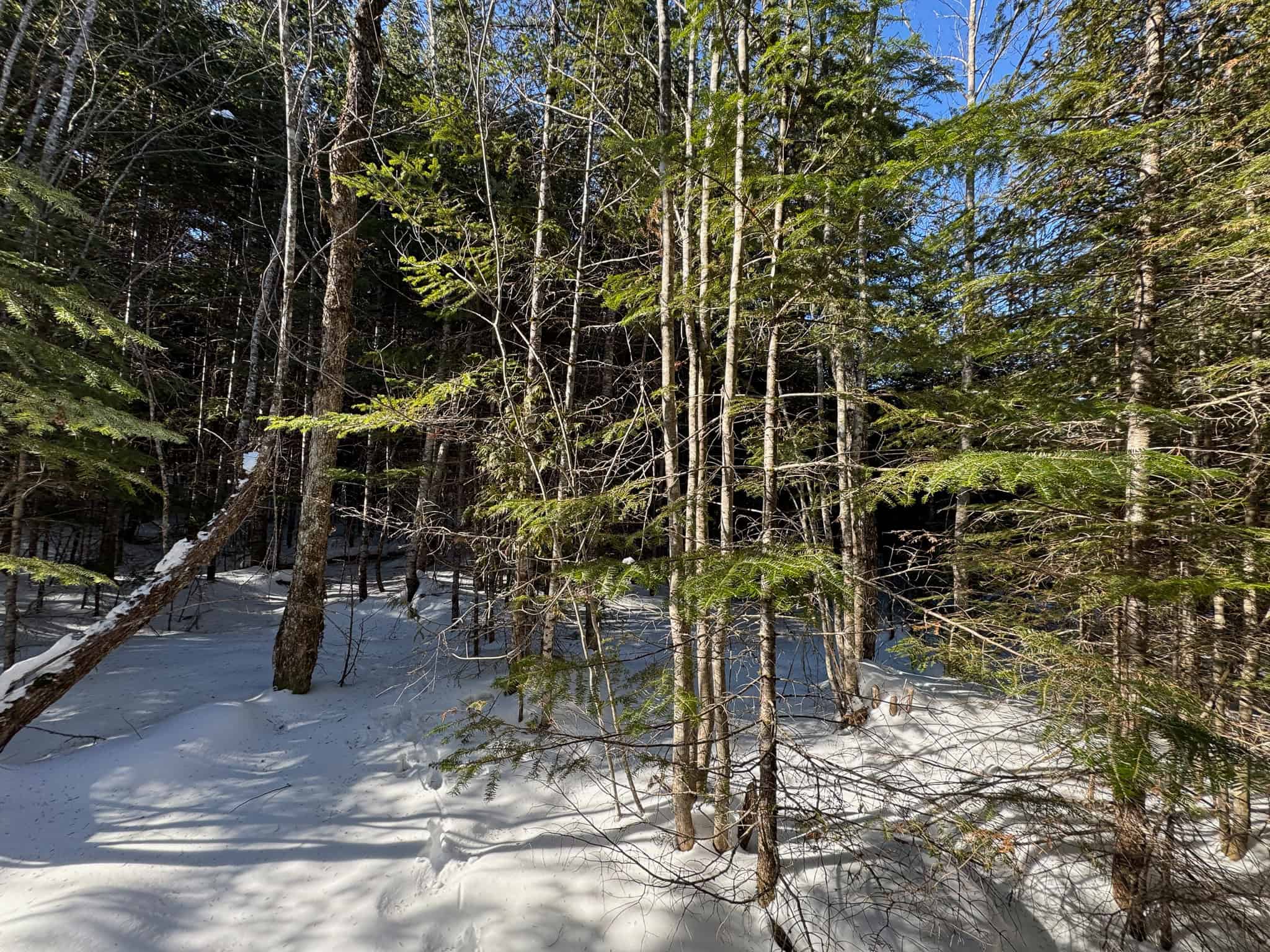 Maine Timberland Lot for Sale