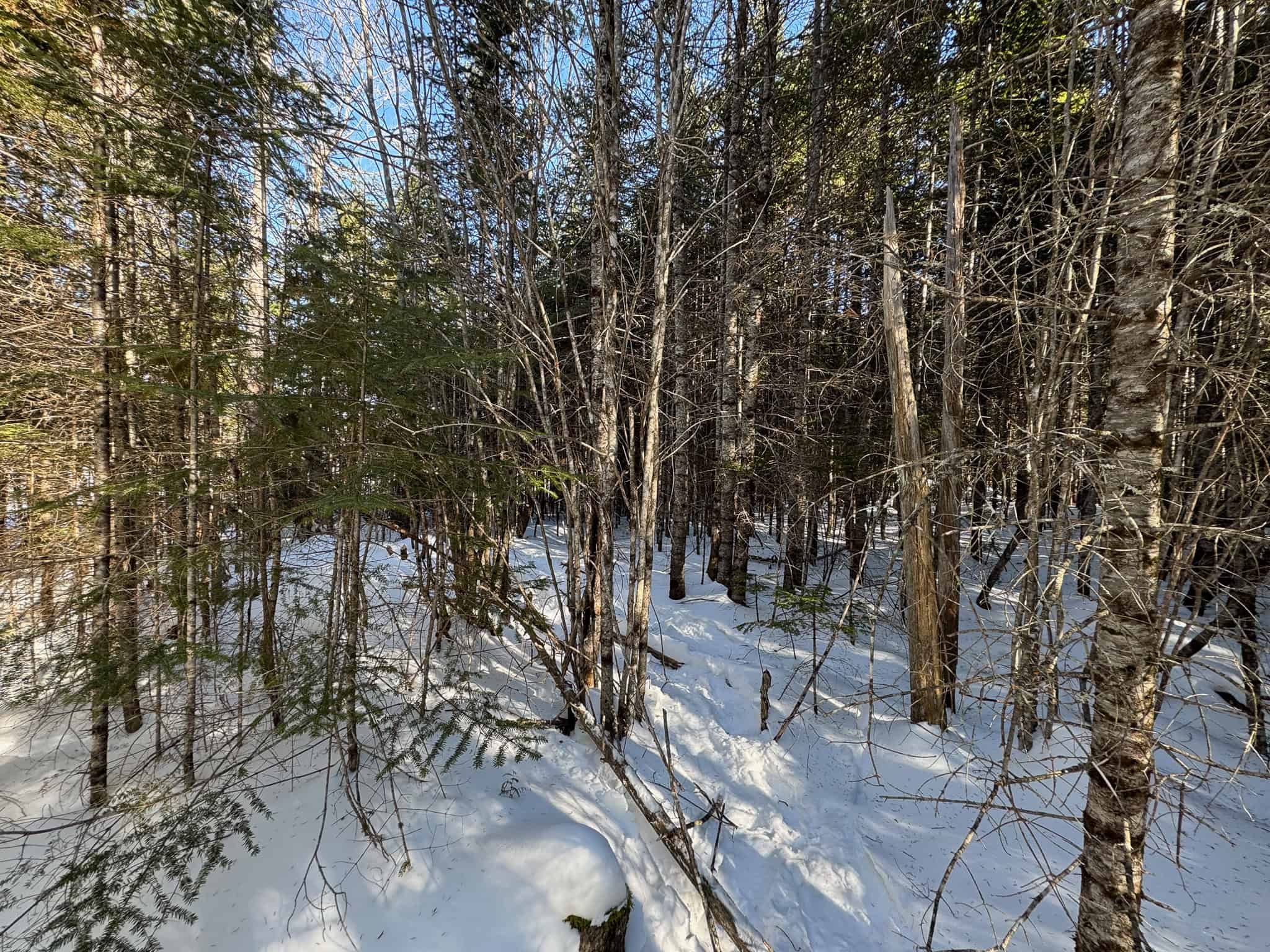 Maine Timberland Lot for Sale