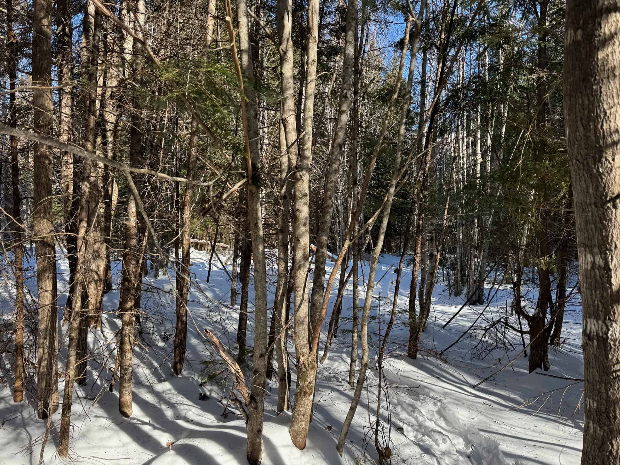 Maine Timberland Lot for Sale