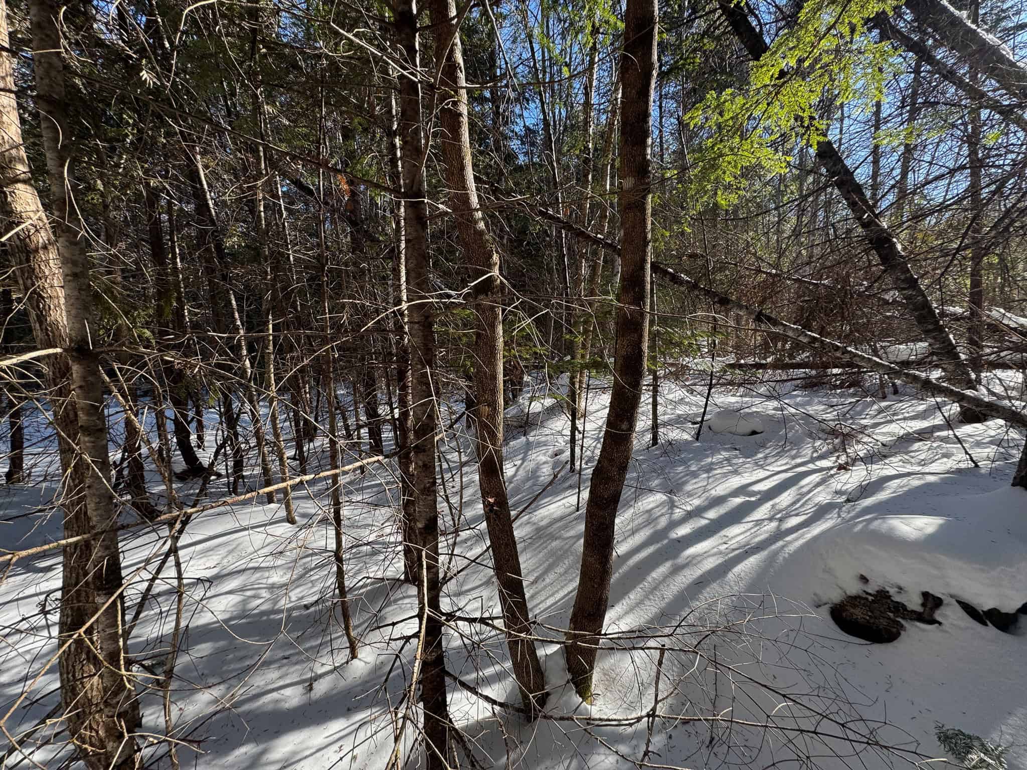 Maine Timberland Lot for Sale