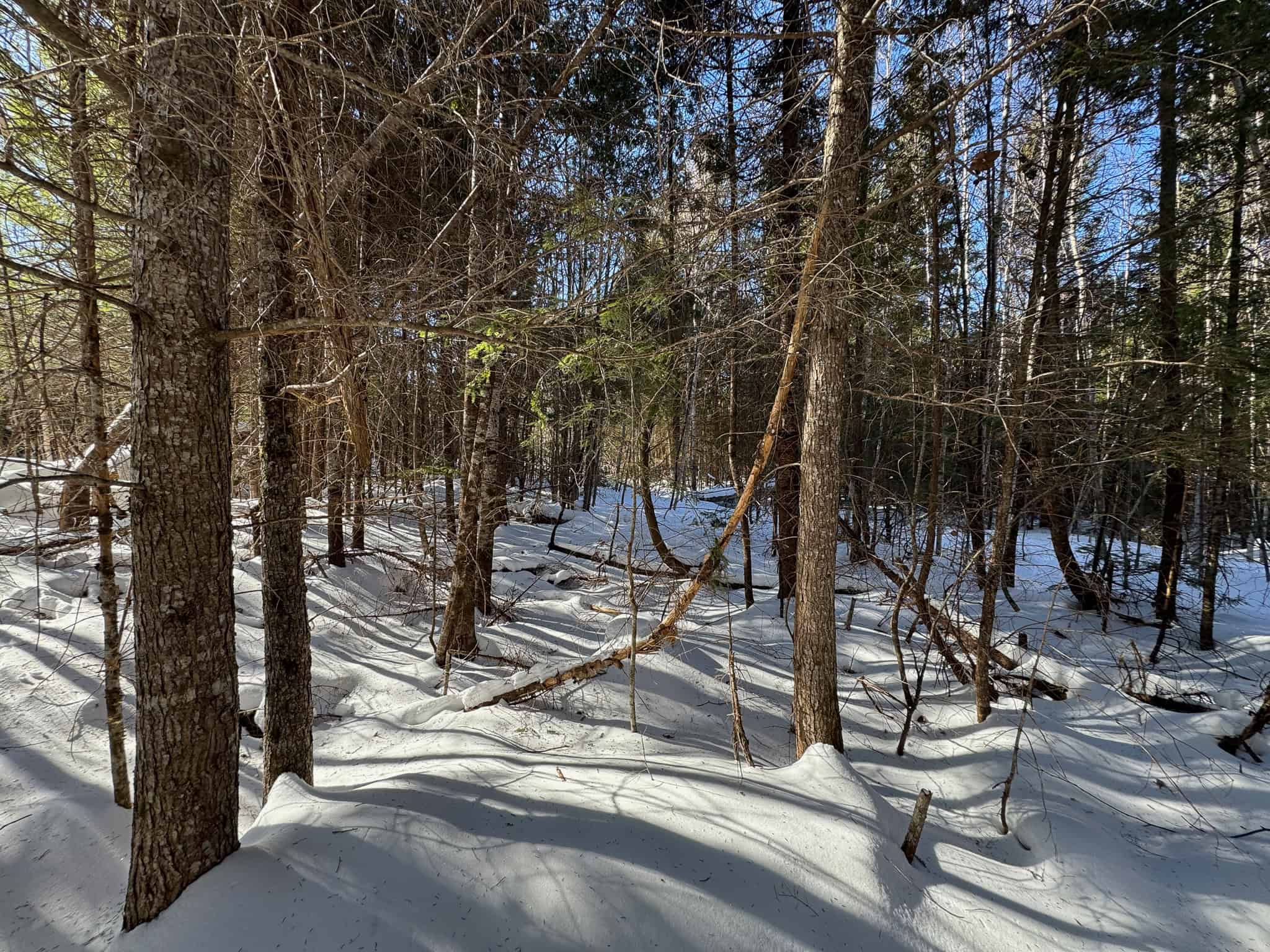 Maine Timberland Lot for Sale