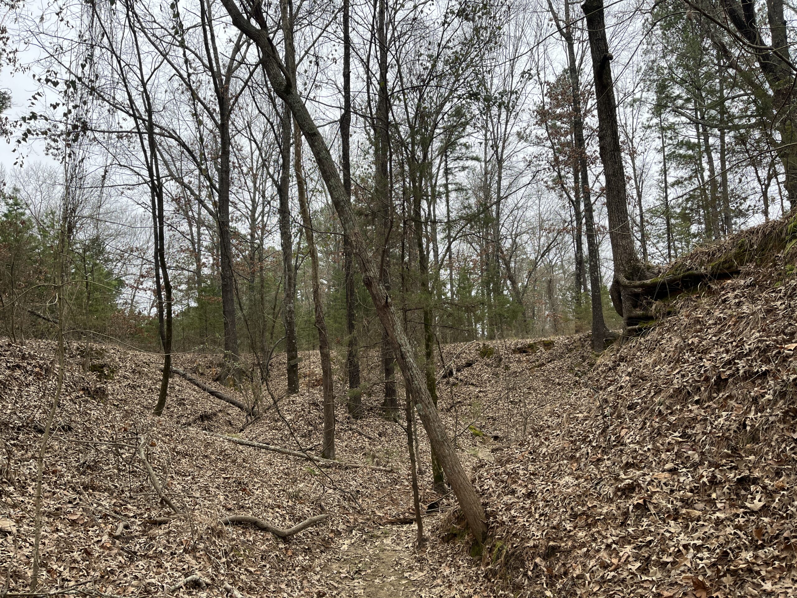 20-Acre Hunter’s Paradise in Southeastern Oklahoma-Prime location & Utilities Ready