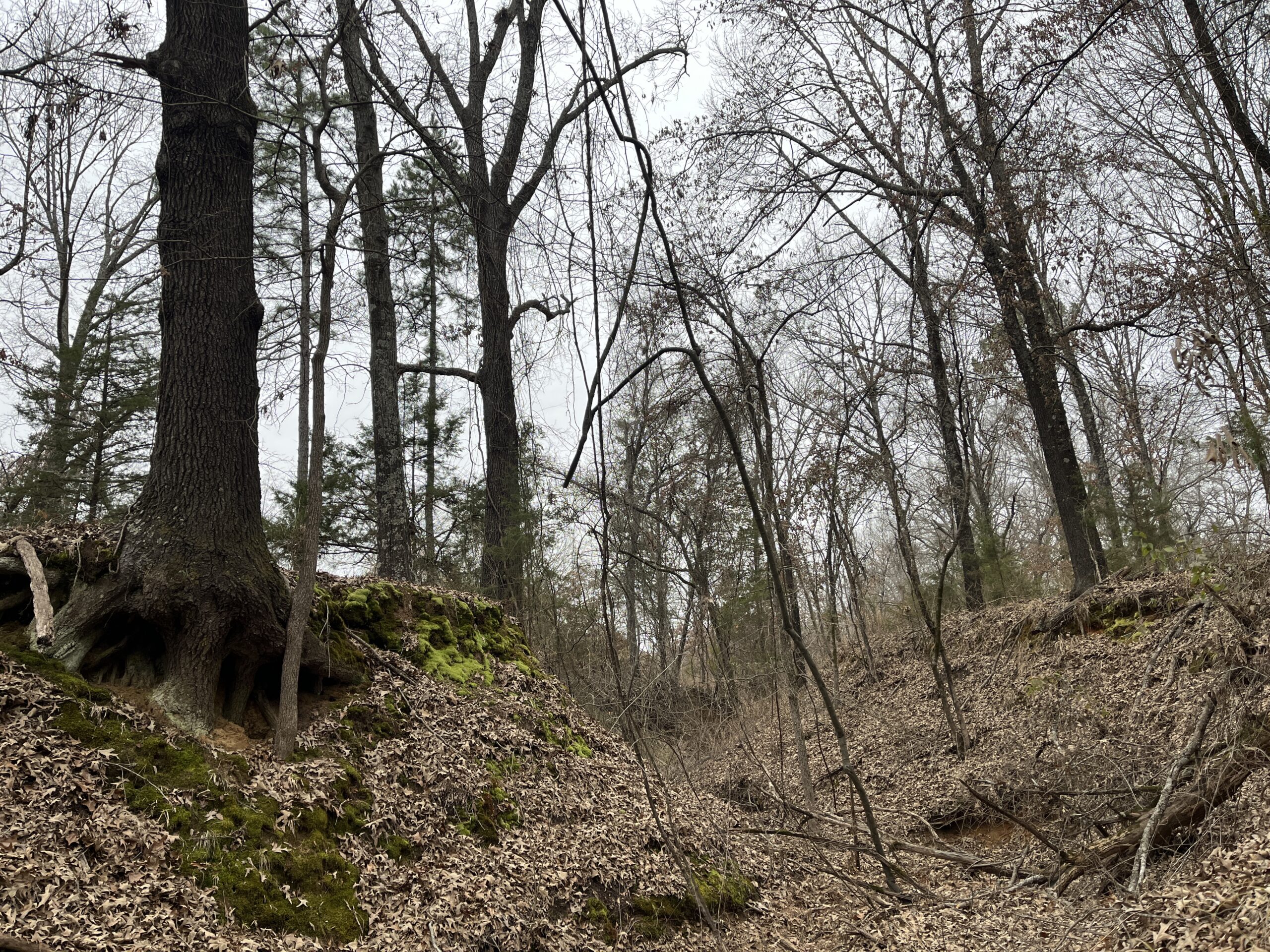 20-Acre Hunter’s Paradise in Southeastern Oklahoma-Prime location & Utilities Ready