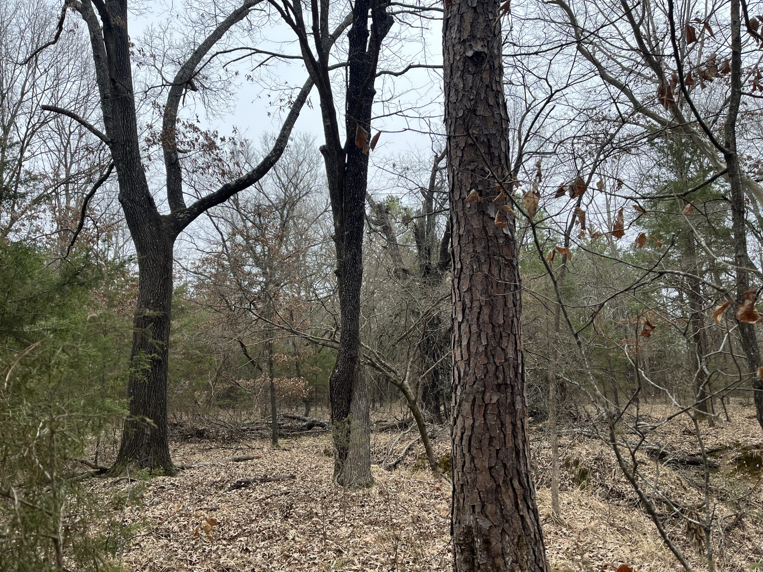 20-Acre Hunter’s Paradise in Southeastern Oklahoma-Prime location & Utilities Ready
