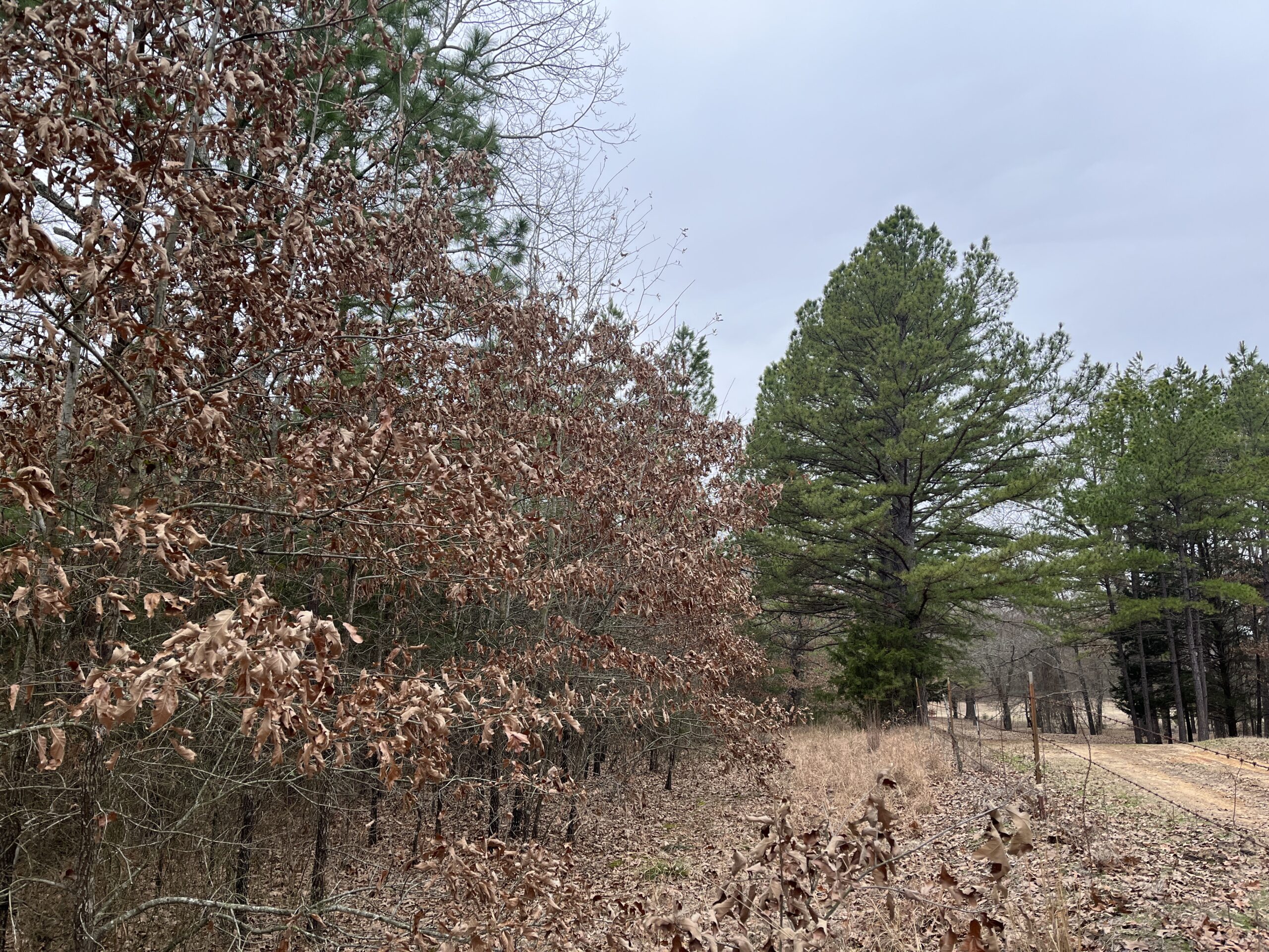20-Acre Hunter’s Paradise in Southeastern Oklahoma-Prime location & Utilities Ready
