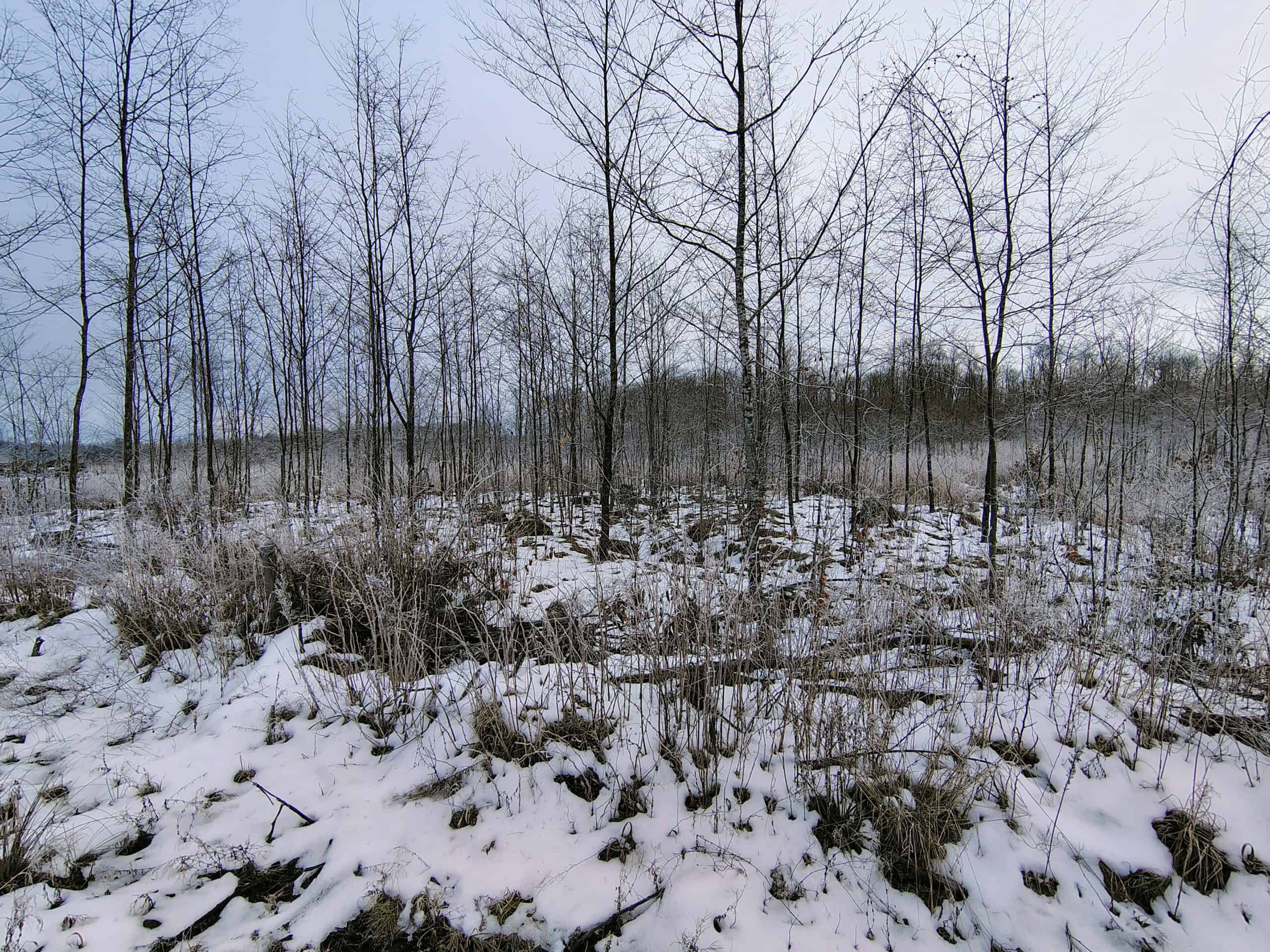 Recreational Land for Sale in Butternut, Wisconsin
