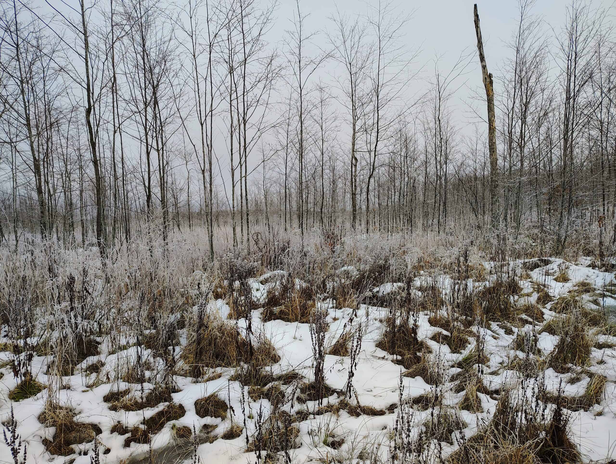 Recreational Land for Sale in Butternut, Wisconsin