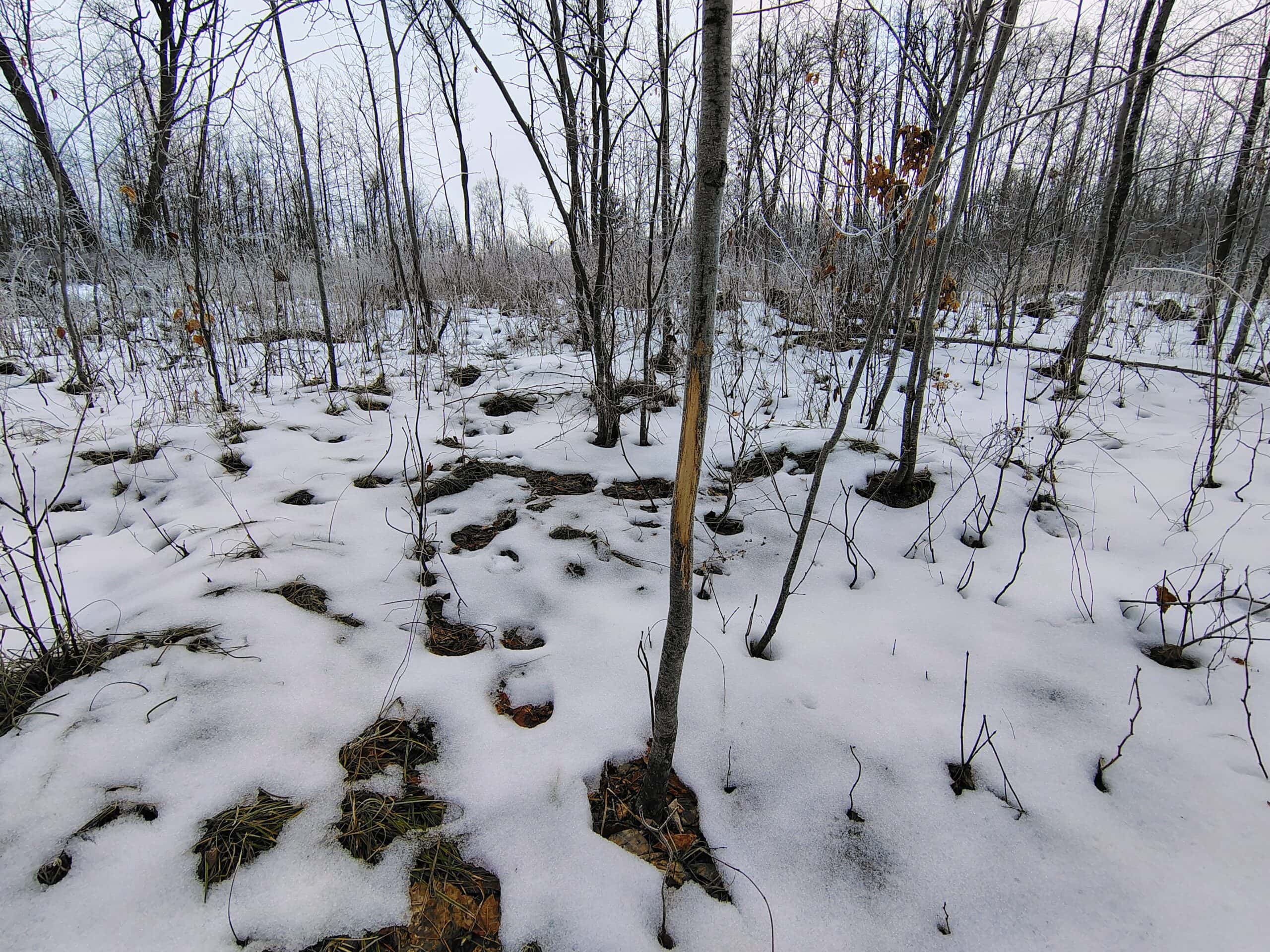 Recreational Land for Sale in Butternut, Wisconsin