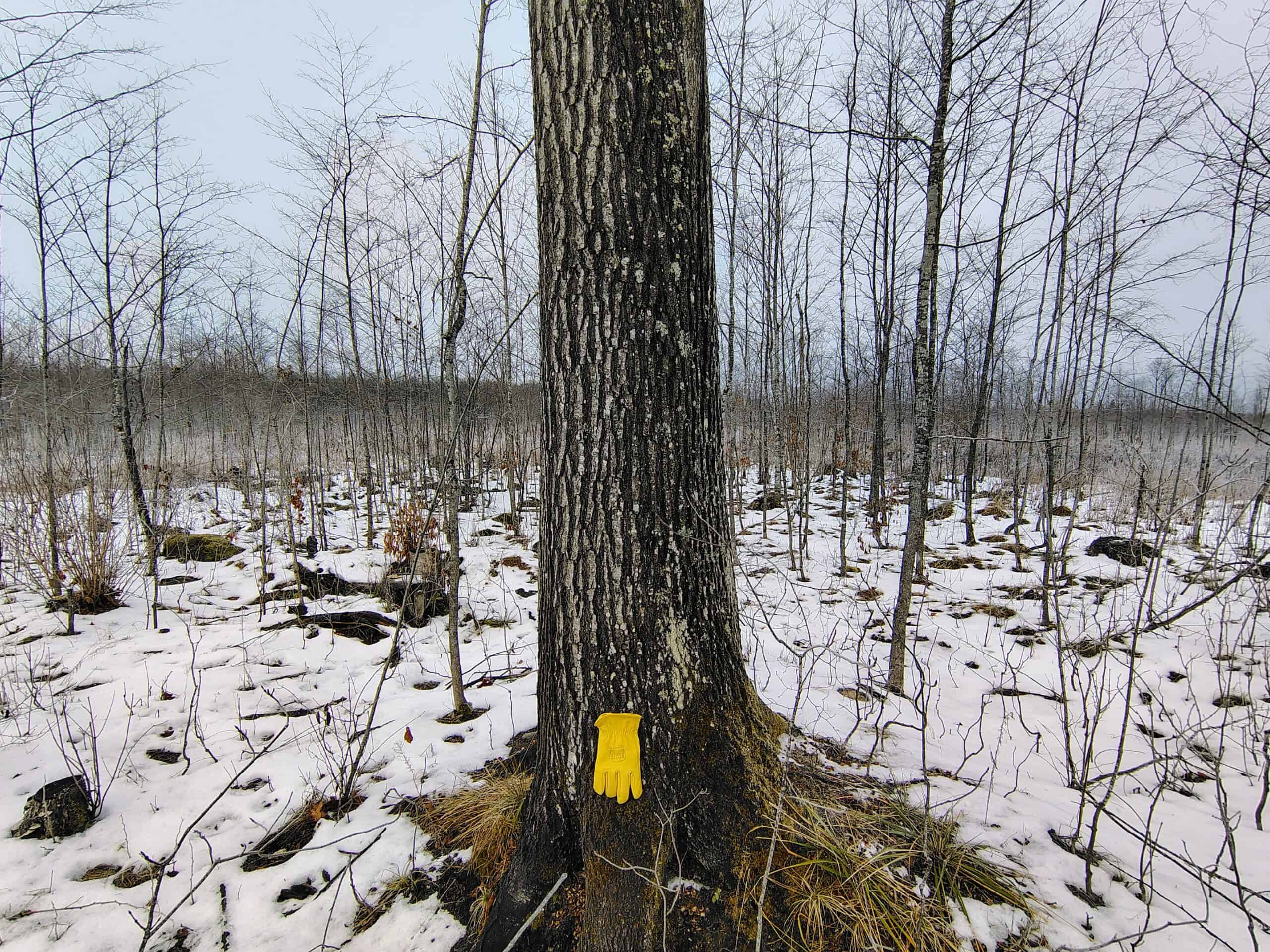 Recreational Land for Sale in Butternut, Wisconsin