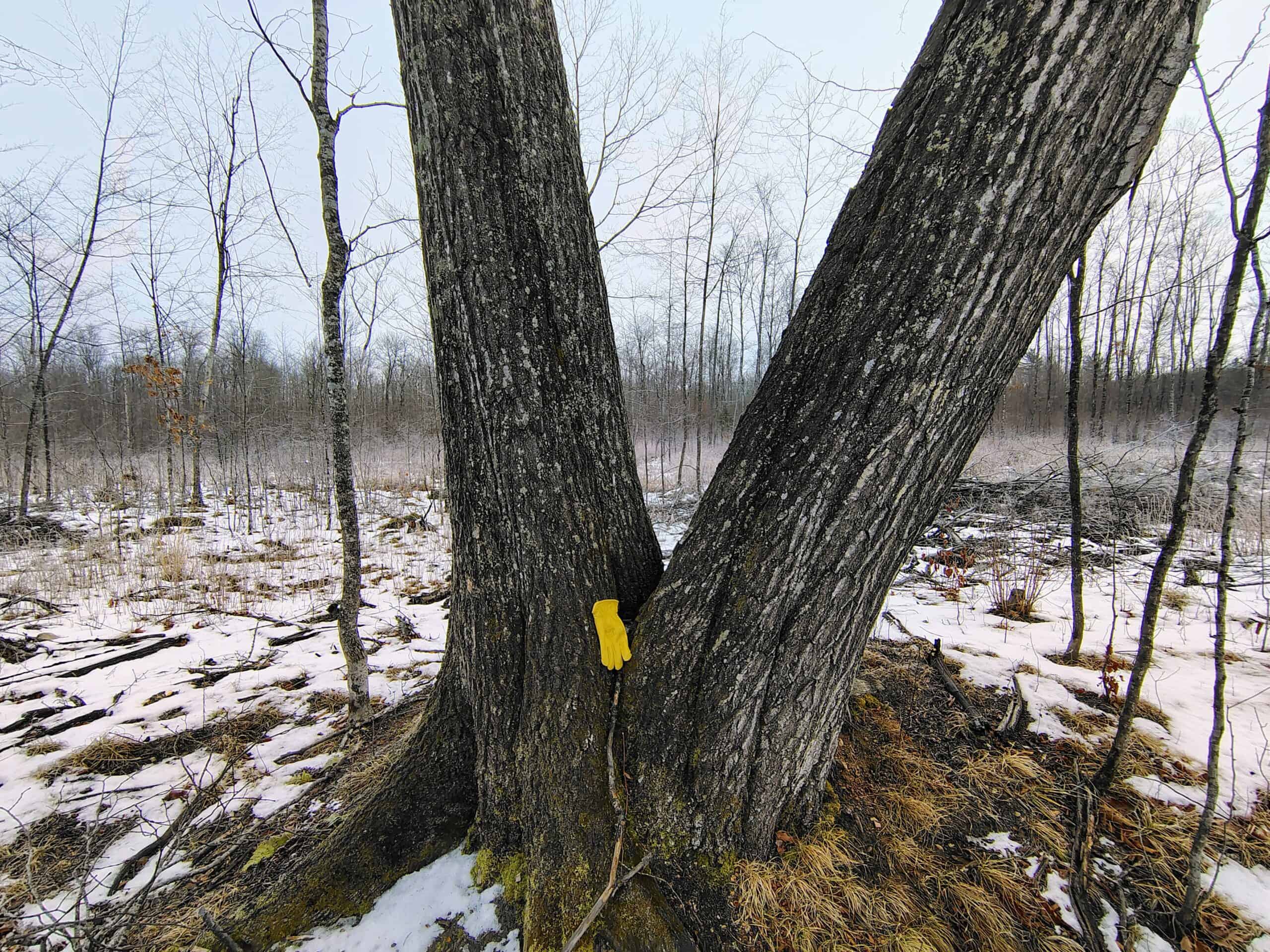 Recreational Land for Sale in Butternut, Wisconsin