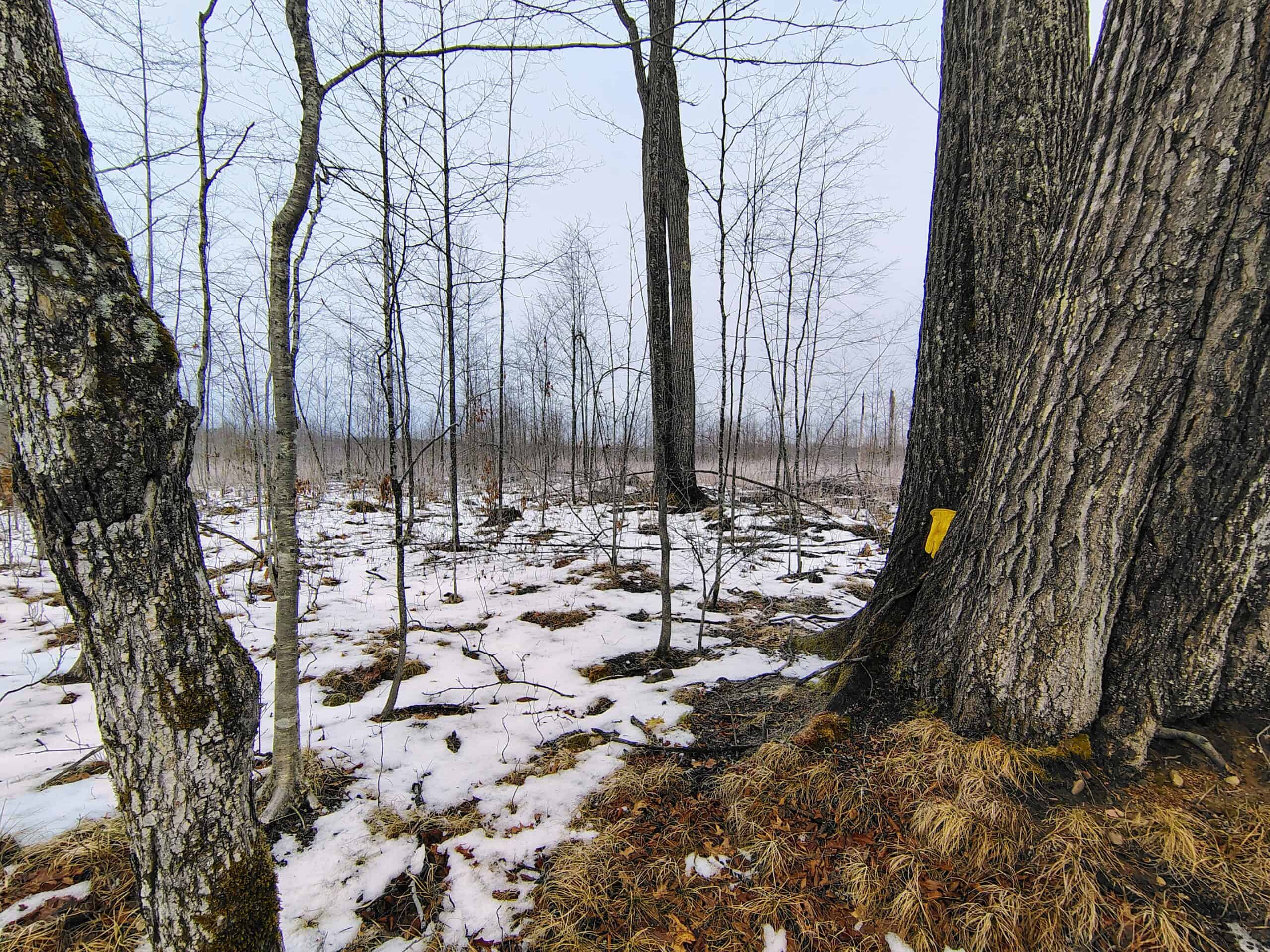 Recreational Land for Sale in Butternut, Wisconsin