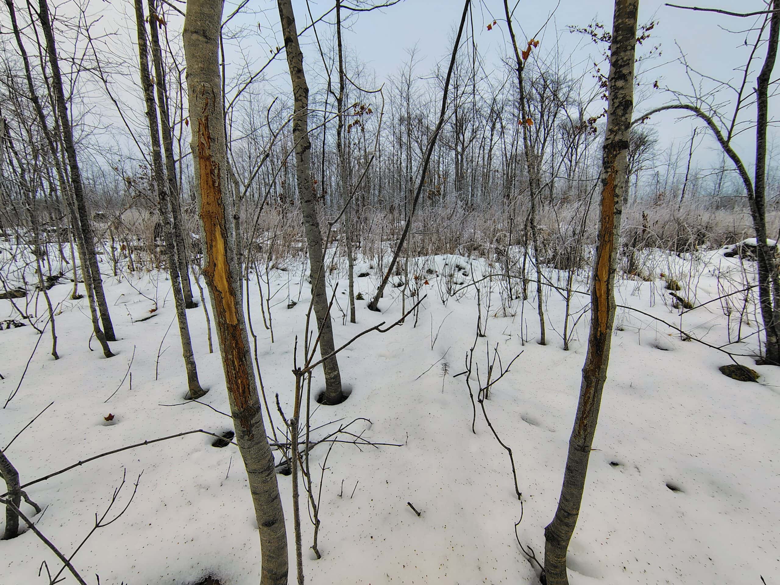 Recreational Land for Sale in Butternut, Wisconsin