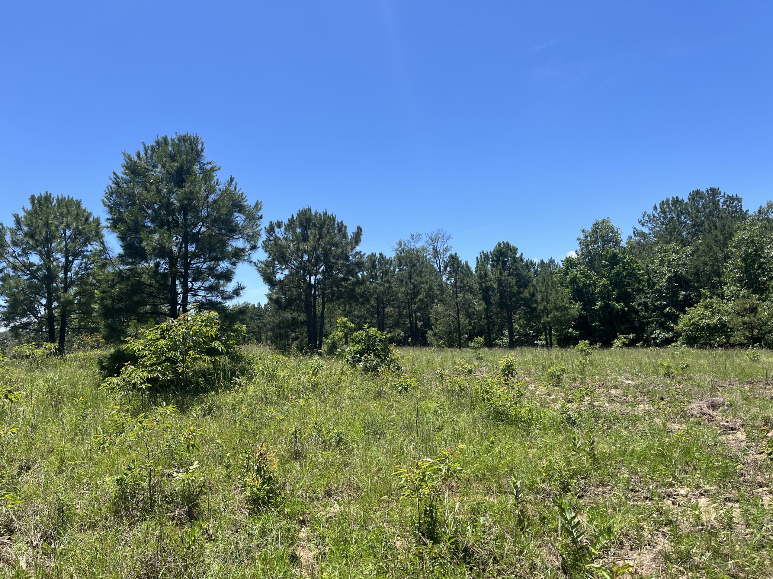 20-Acre Hunter’s Paradise in Southeastern Oklahoma-Prime location & Utilities Ready