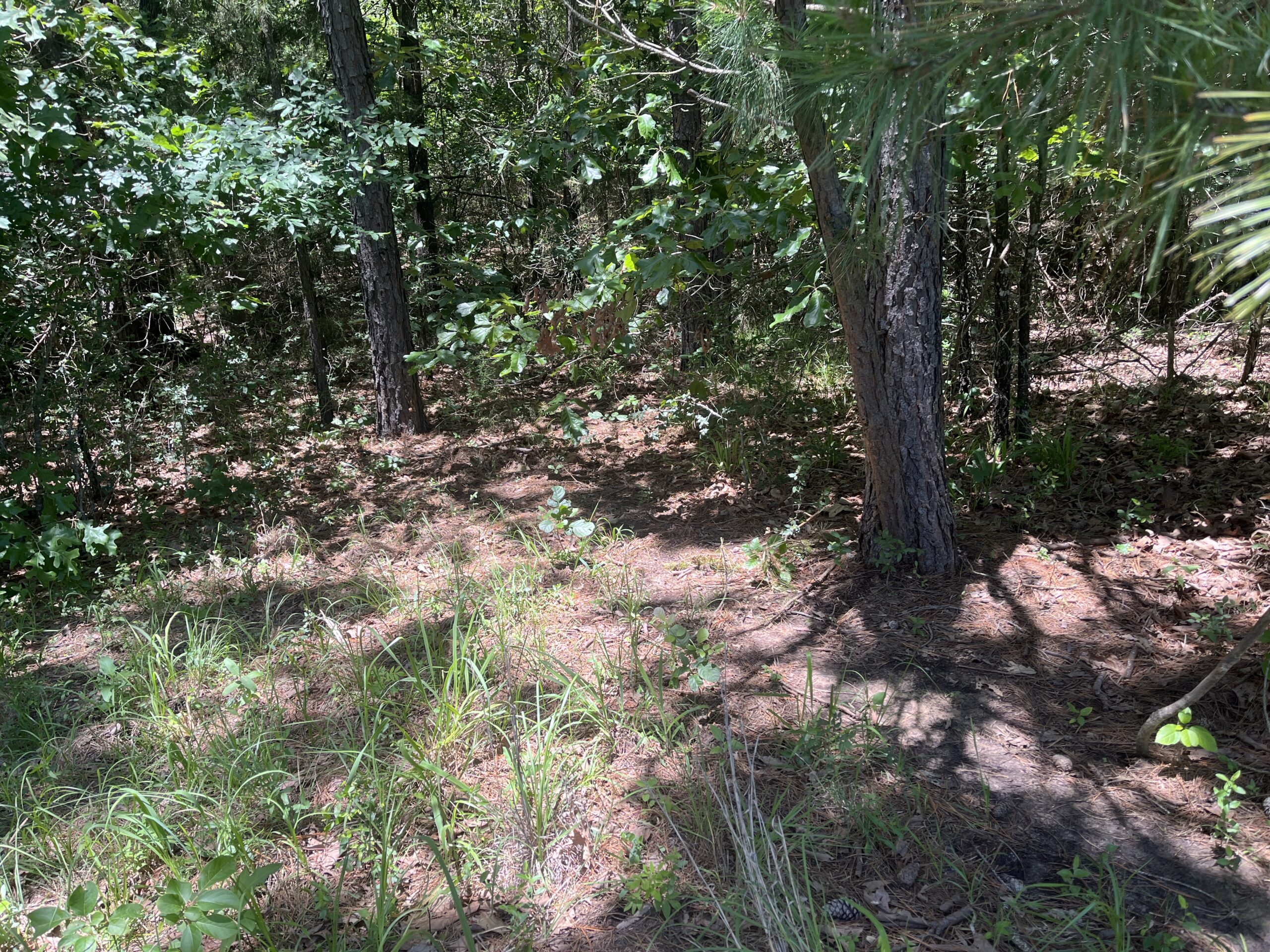 20-Acre Hunter’s Paradise in Southeastern Oklahoma-Prime location & Utilities Ready