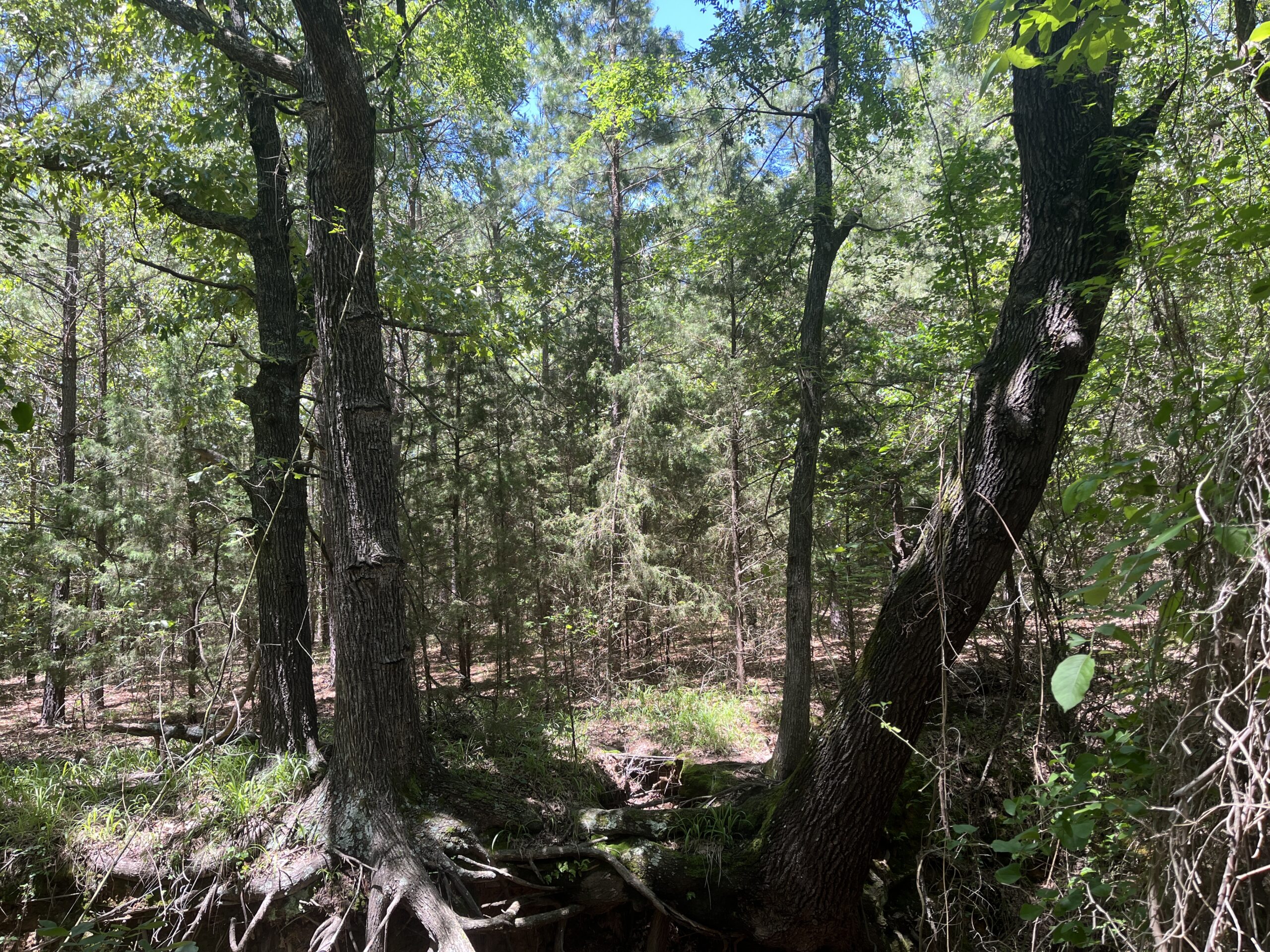 20-Acre Hunter’s Paradise in Southeastern Oklahoma-Prime location & Utilities Ready