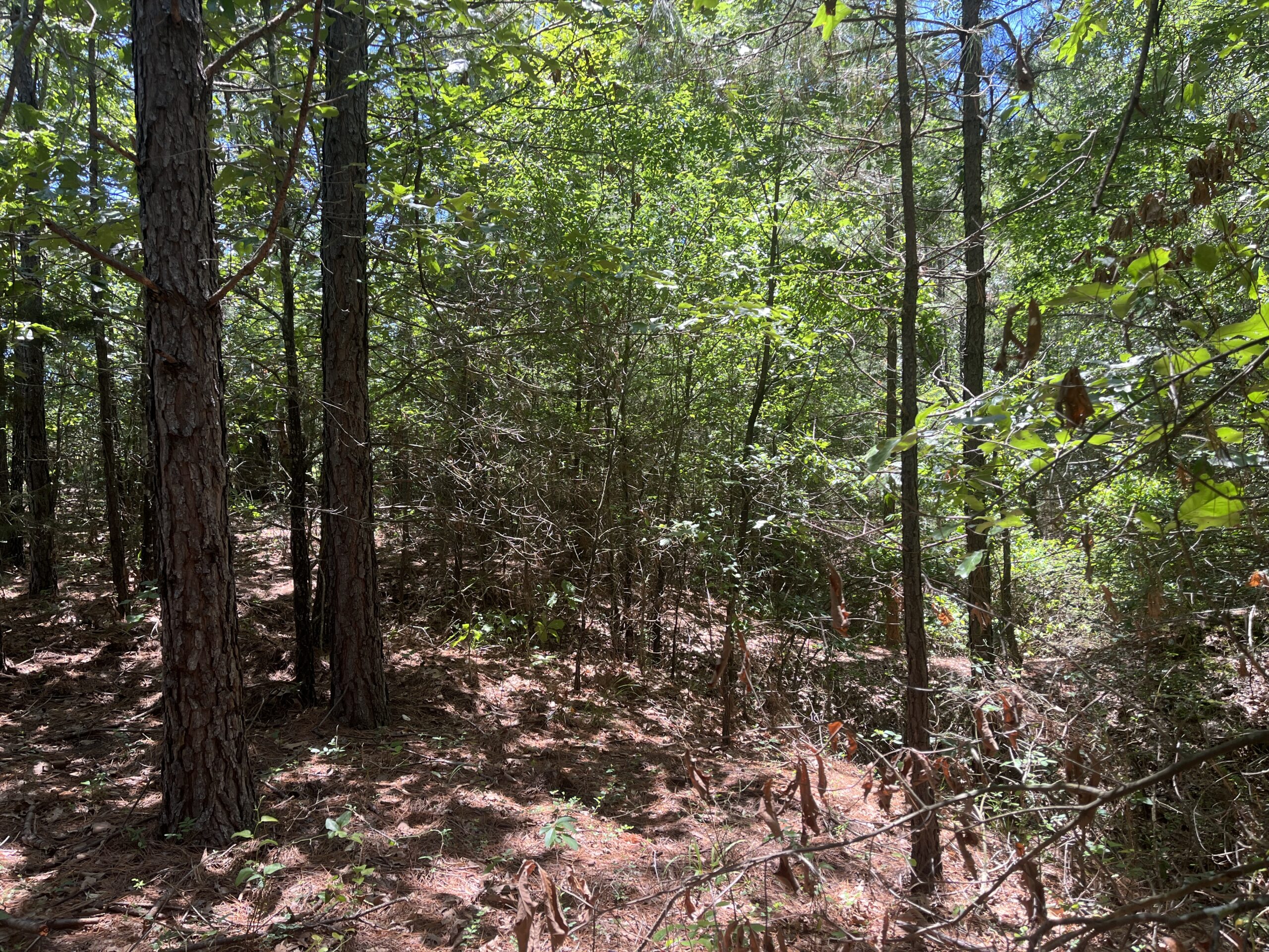 20-Acre Hunter’s Paradise in Southeastern Oklahoma-Prime location & Utilities Ready