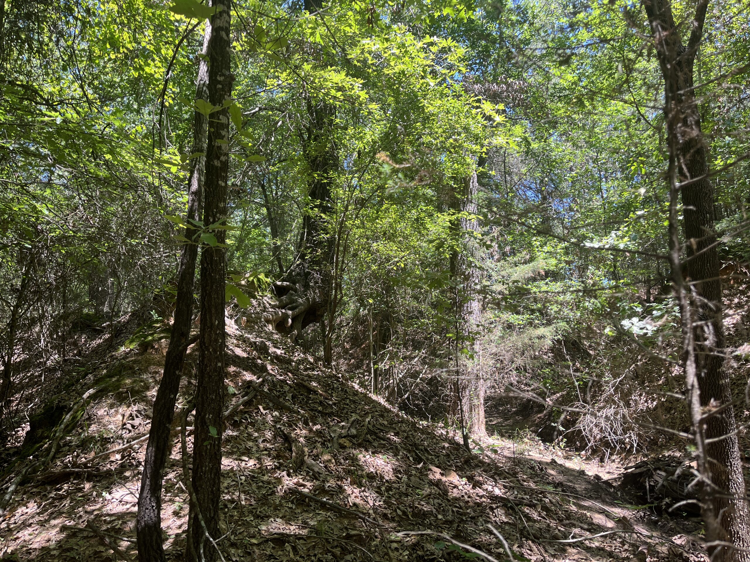 20-Acre Hunter’s Paradise in Southeastern Oklahoma-Prime location & Utilities Ready