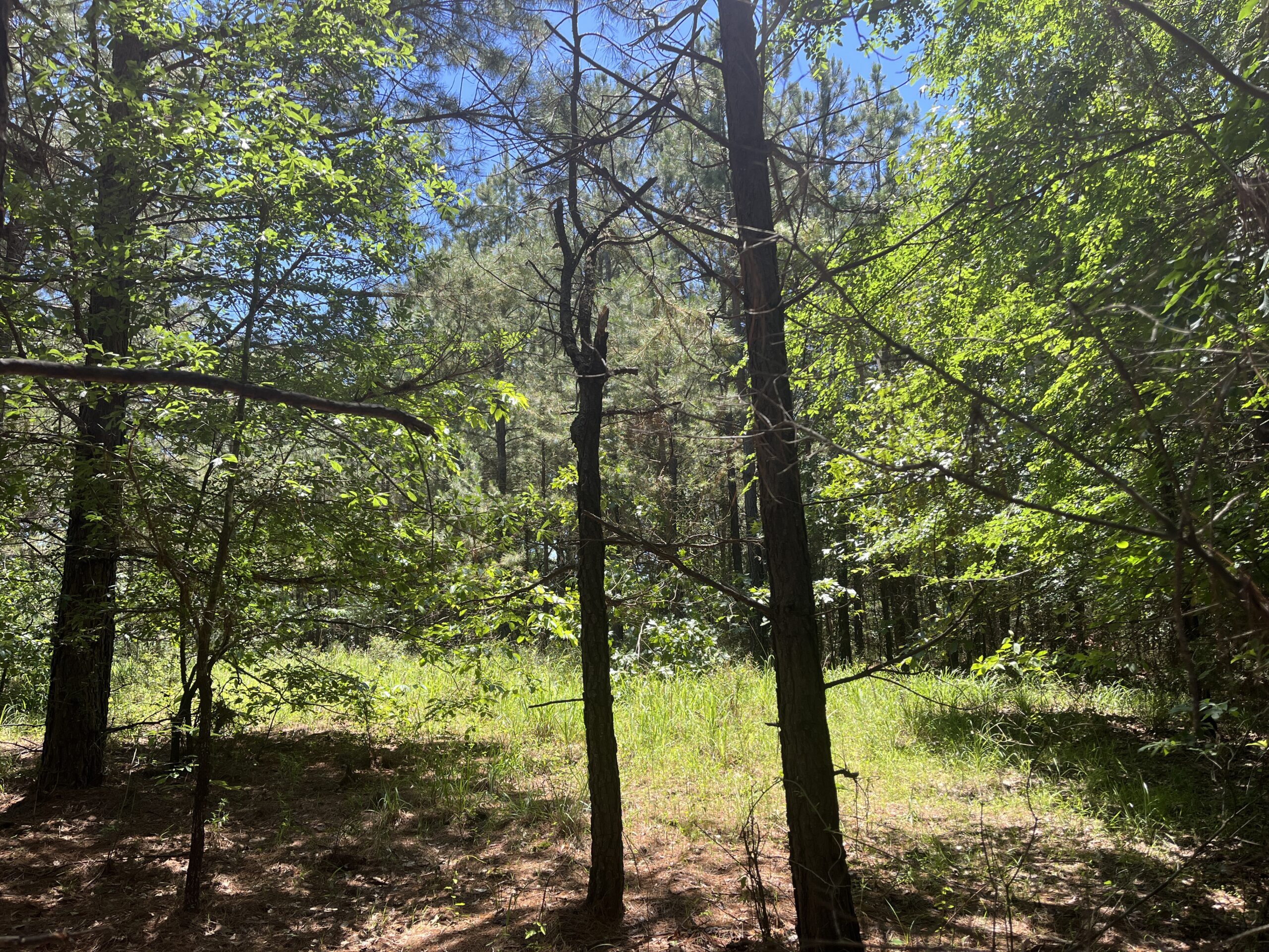 20-Acre Hunter’s Paradise in Southeastern Oklahoma-Prime location & Utilities Ready