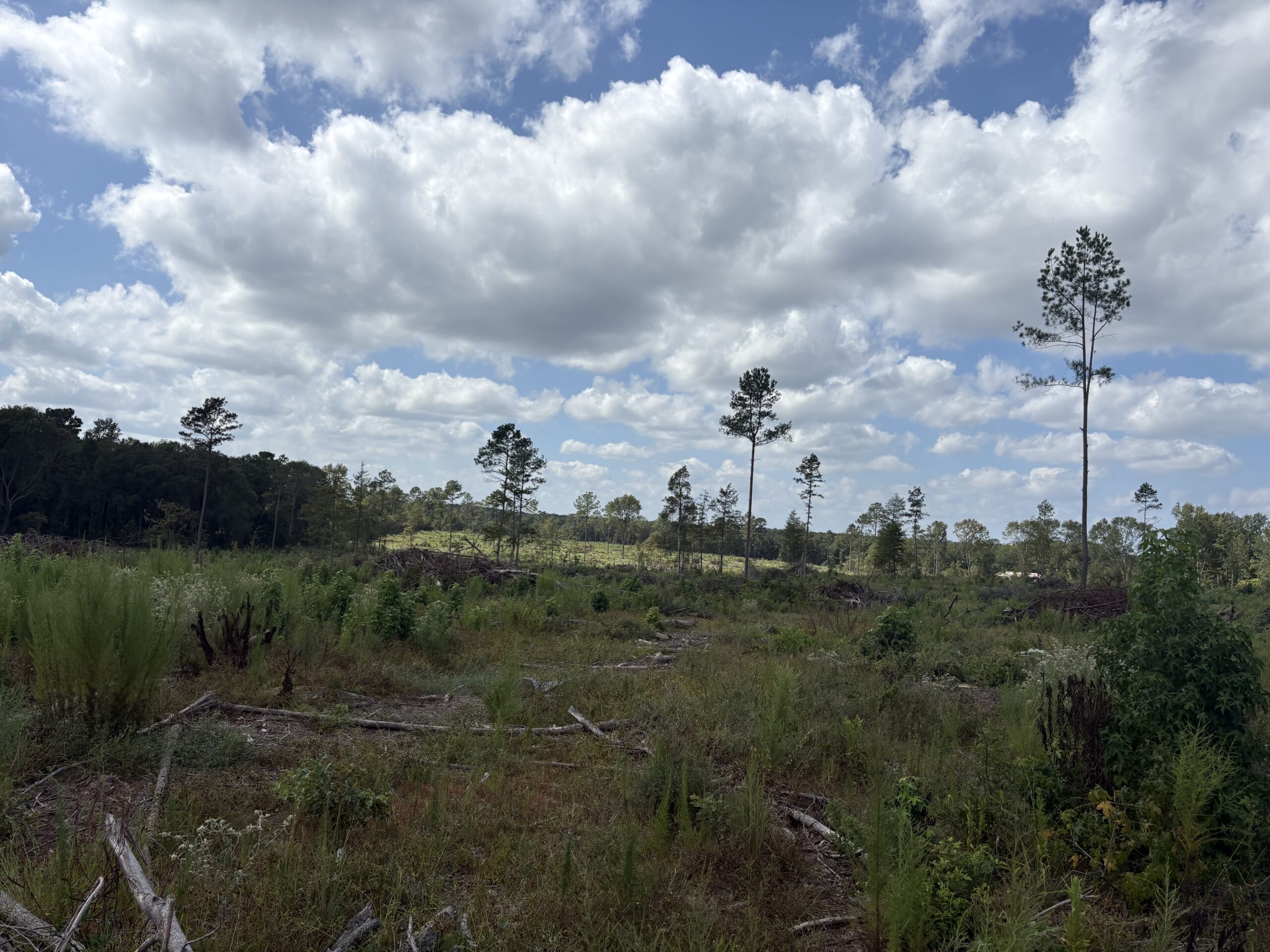 ±51.7 Acres Of East Texas Timberland/Homesite