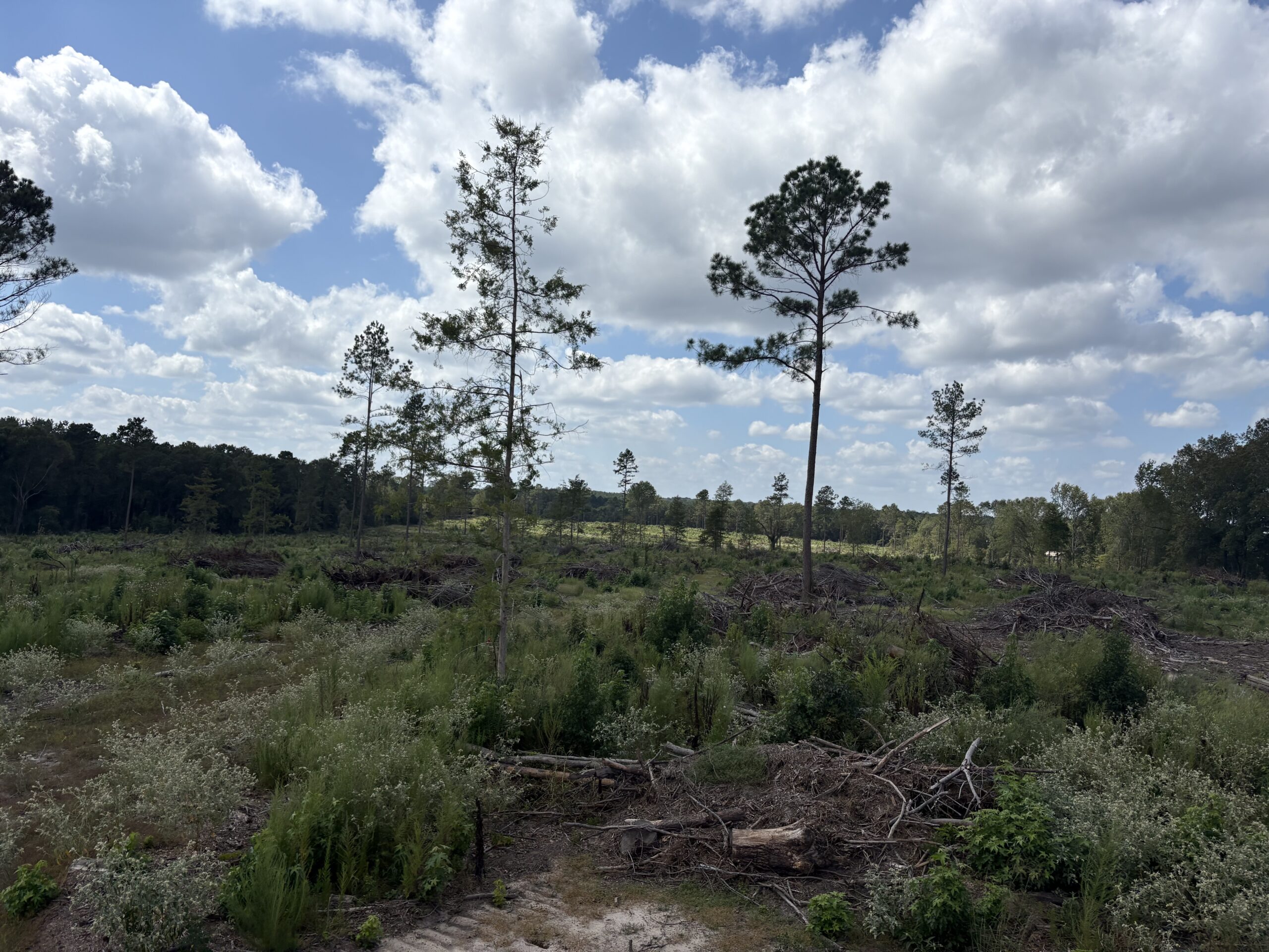 ±20 Acres Of East Texas Timberland/Homesite