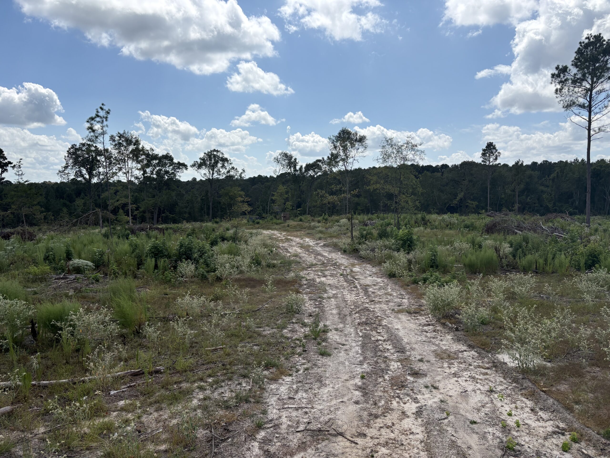 ±51.7 Acres Of East Texas Timberland/Homesite