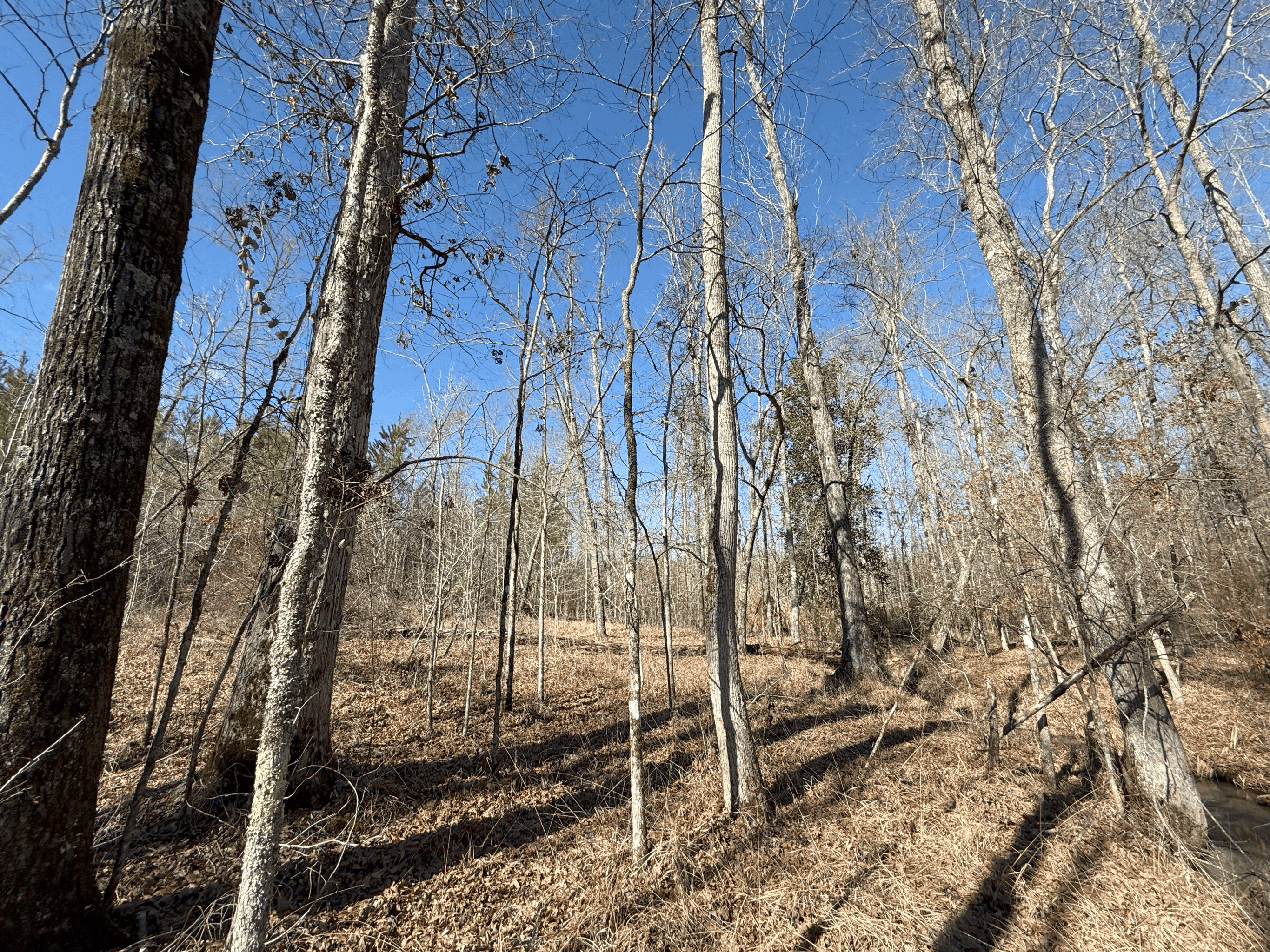 1786 Andrews Road Warrenton, GA 30828