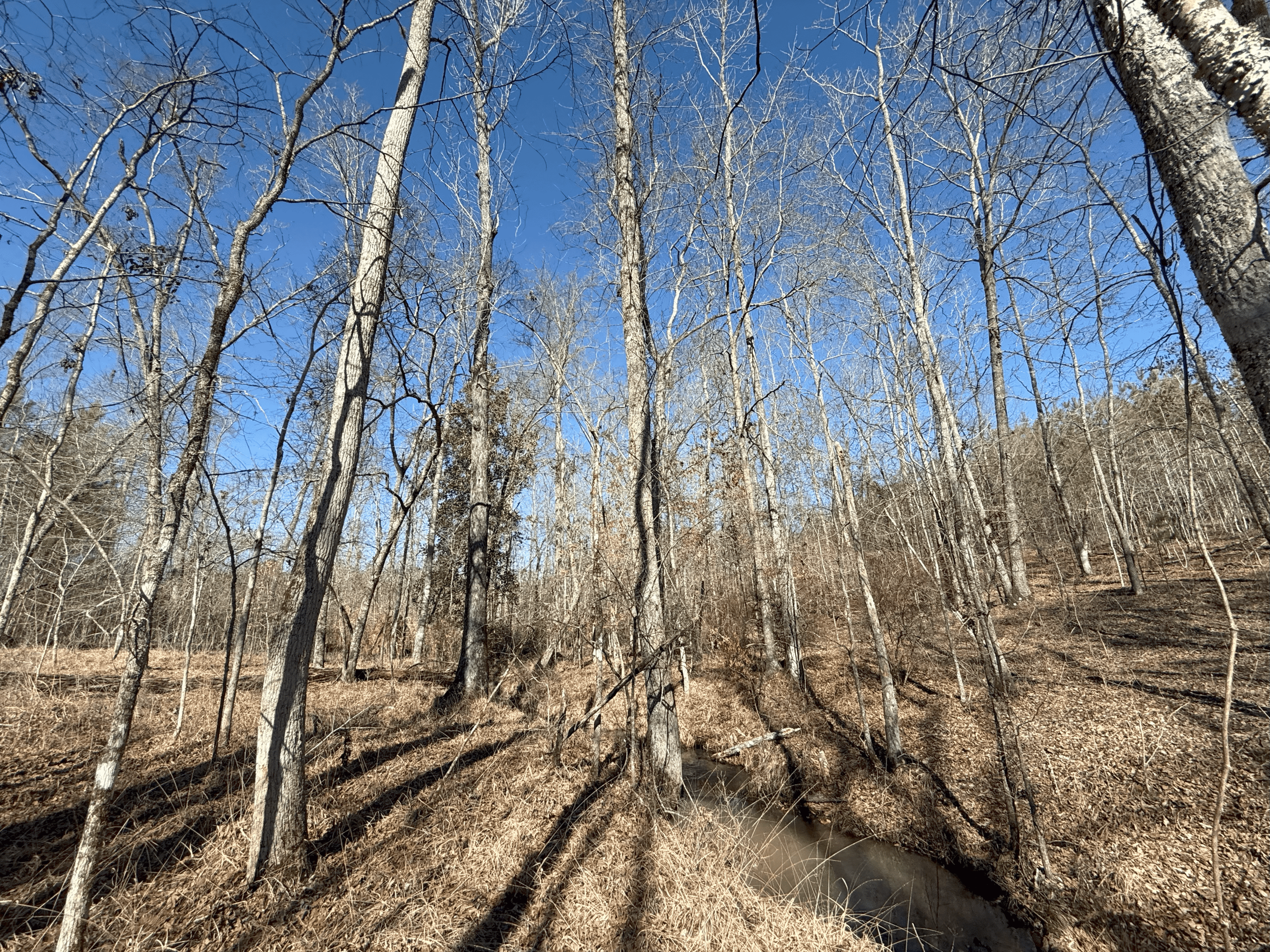 1786 Andrews Road Warrenton, GA 30828