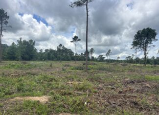 ±20 Acres Of East Texas Timberland/Homesite