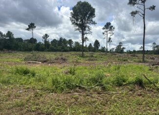 ±20 Acres Of East Texas Timberland/Homesite