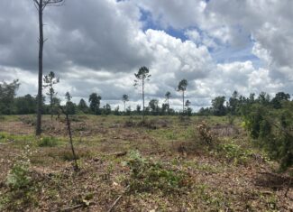 ±51.7 Acres Of East Texas Timberland/Homesite