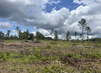 ±51.7 Acres Of East Texas Timberland/Homesite