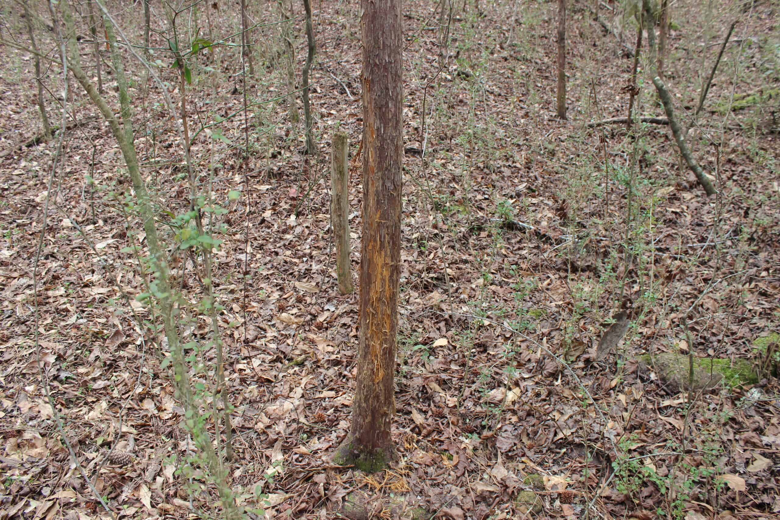 131 Acres of Prime Recreational Land in Loganville, GA – A Hunter’s Paradise & Potential Development Opportunity
