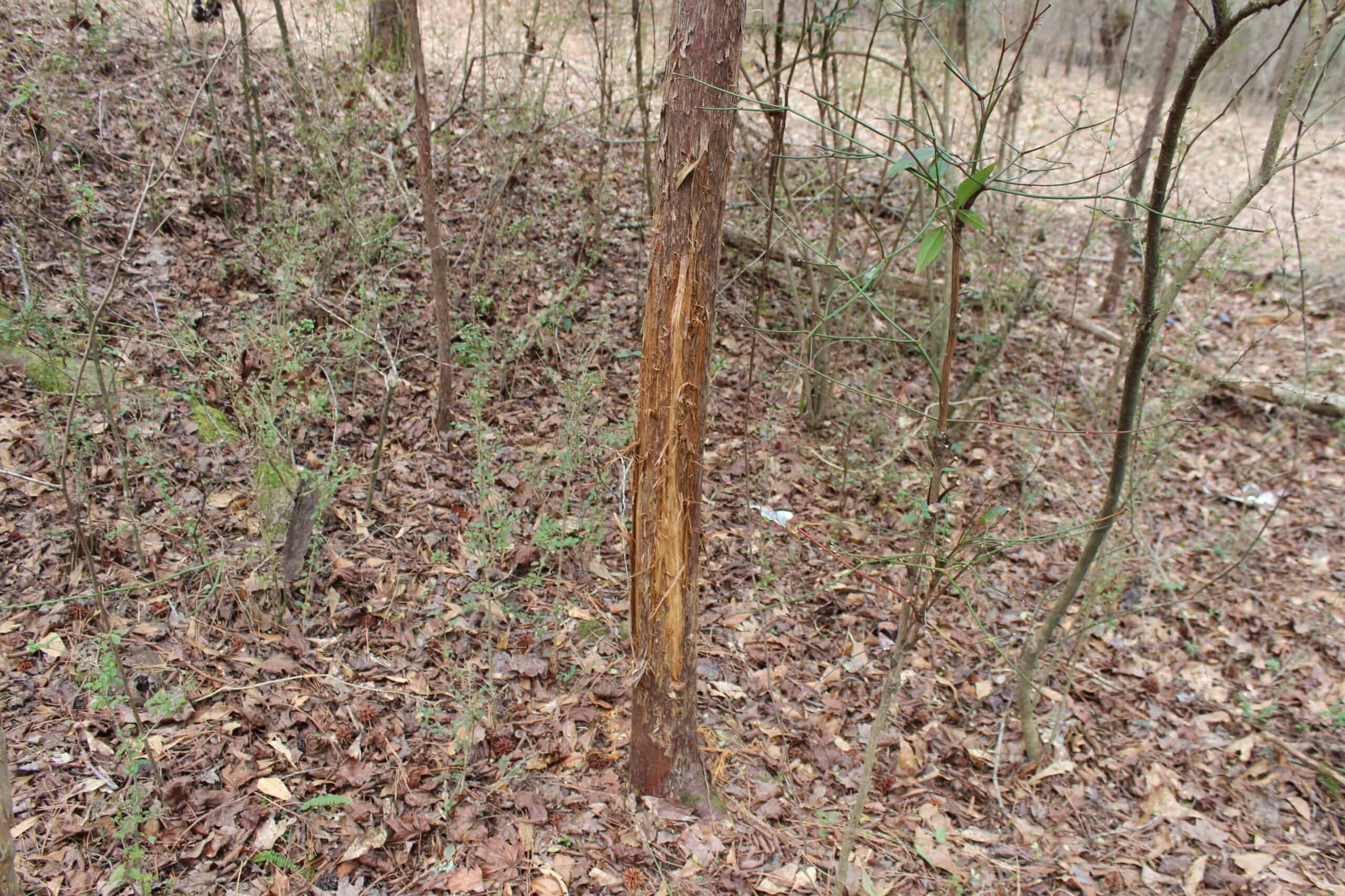 131 Acres of Prime Recreational Land in Loganville, GA – A Hunter’s Paradise & Potential Development Opportunity