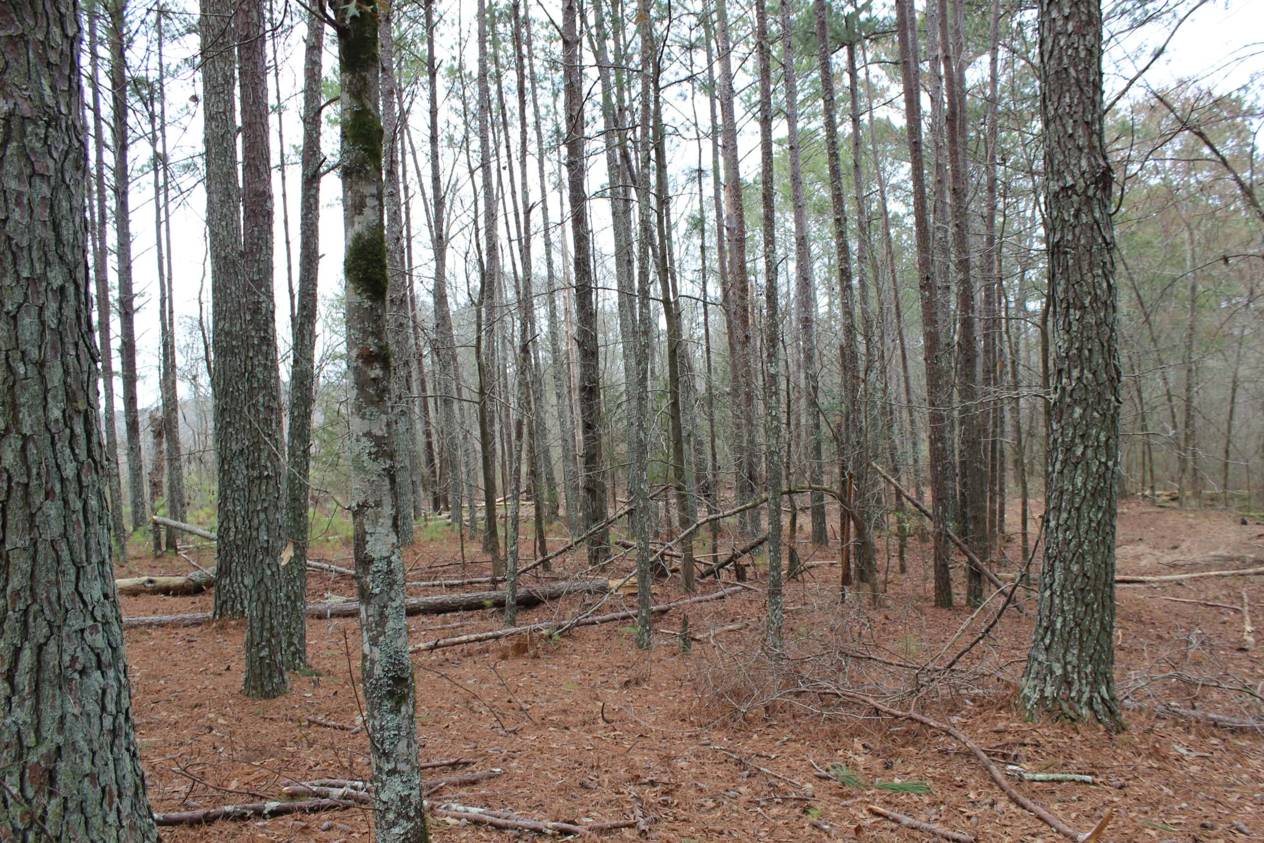 131 Acres of Prime Recreational Land in Loganville, GA – A Hunter’s Paradise & Potential Development Opportunity