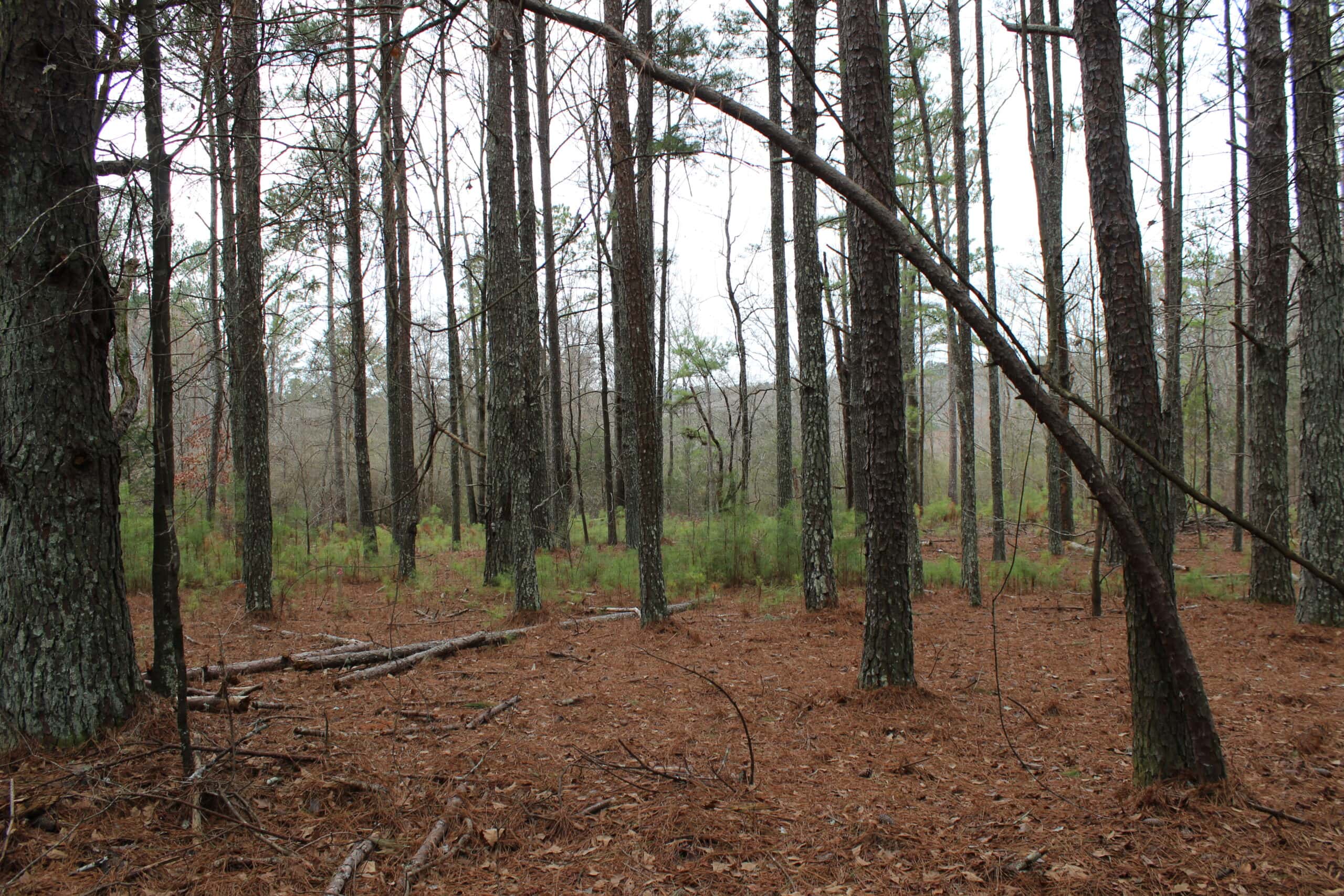 131 Acres of Prime Recreational Land in Loganville, GA – A Hunter’s Paradise & Potential Development Opportunity