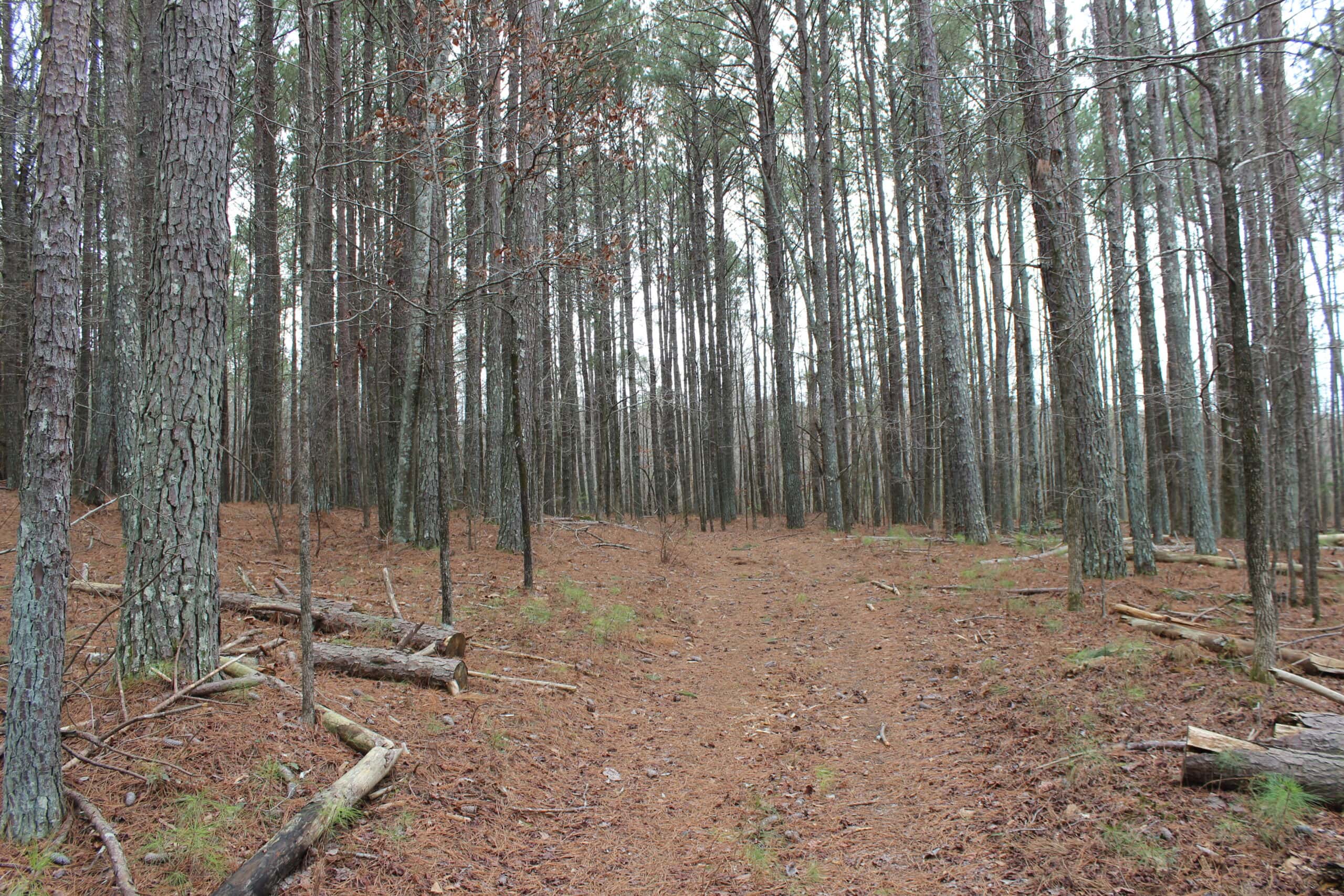 131 Acres of Prime Recreational Land in Loganville, GA – A Hunter’s Paradise & Potential Development Opportunity
