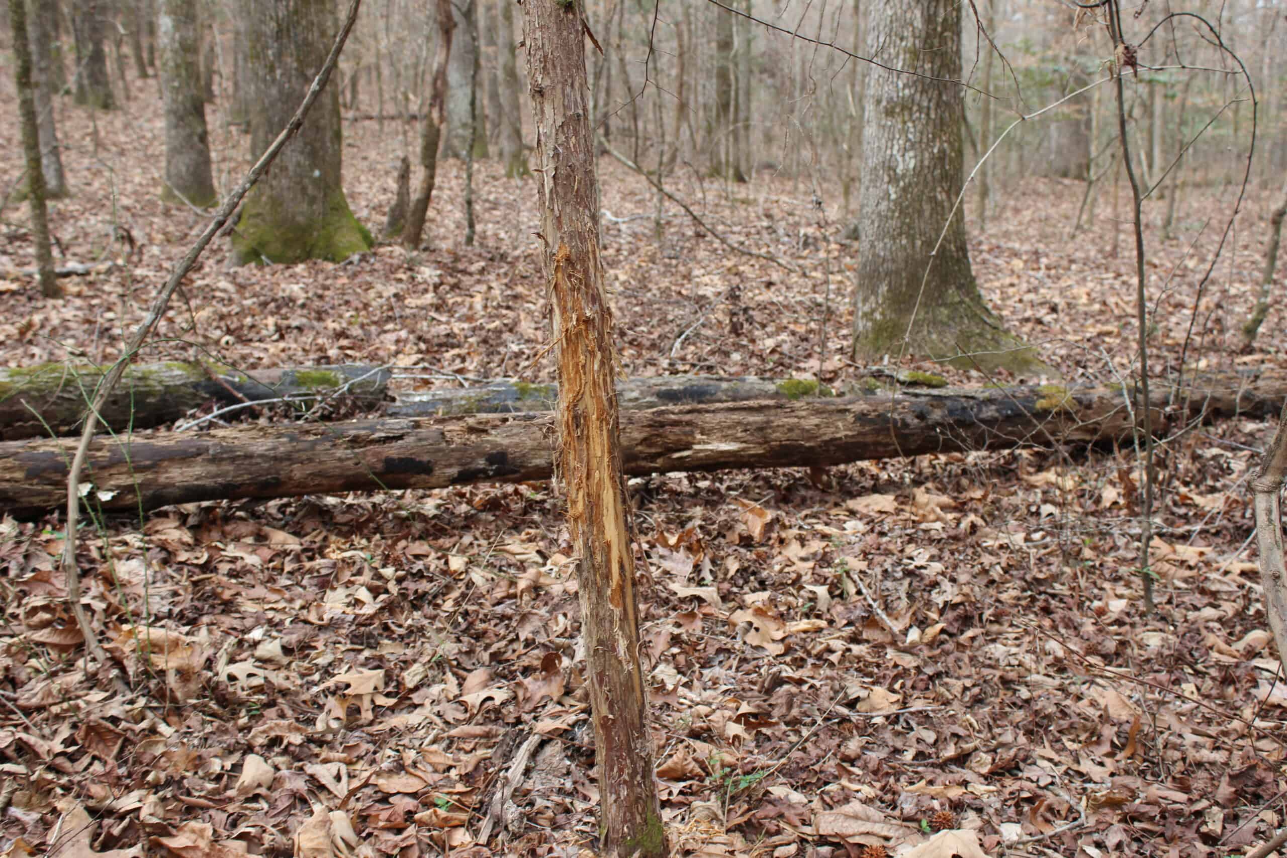 131 Acres of Prime Recreational Land in Loganville, GA – A Hunter’s Paradise & Potential Development Opportunity