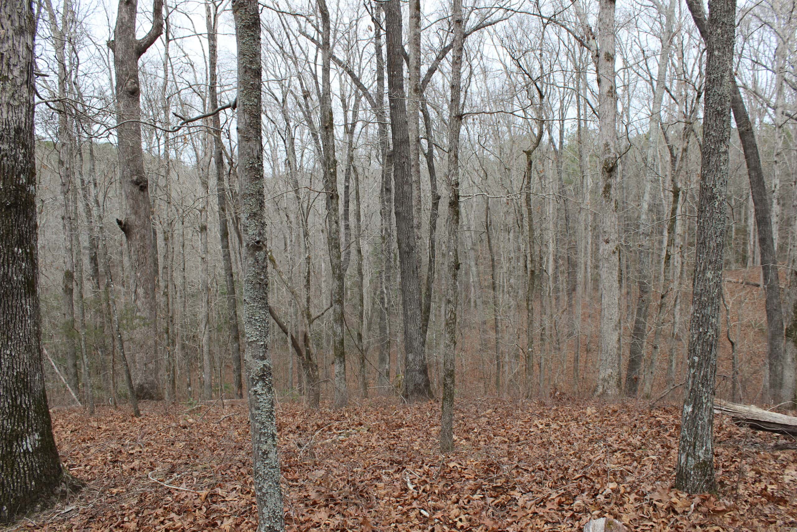 131 Acres of Prime Recreational Land in Loganville, GA – A Hunter’s Paradise & Potential Development Opportunity