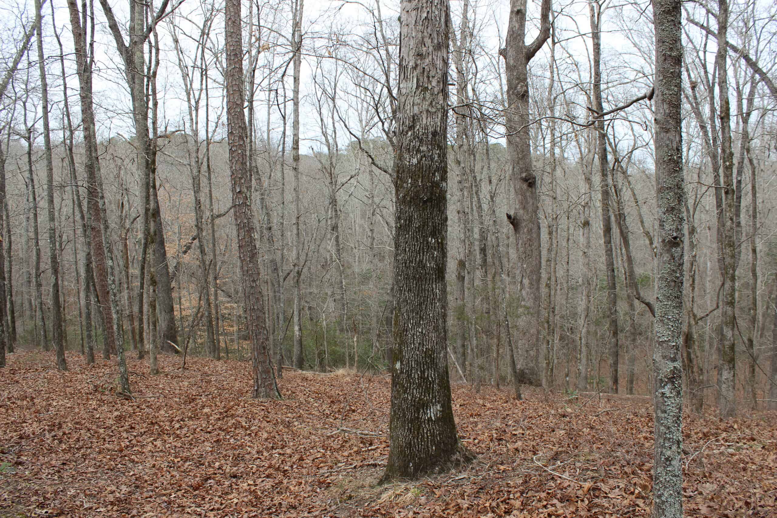 131 Acres of Prime Recreational Land in Loganville, GA – A Hunter’s Paradise & Potential Development Opportunity