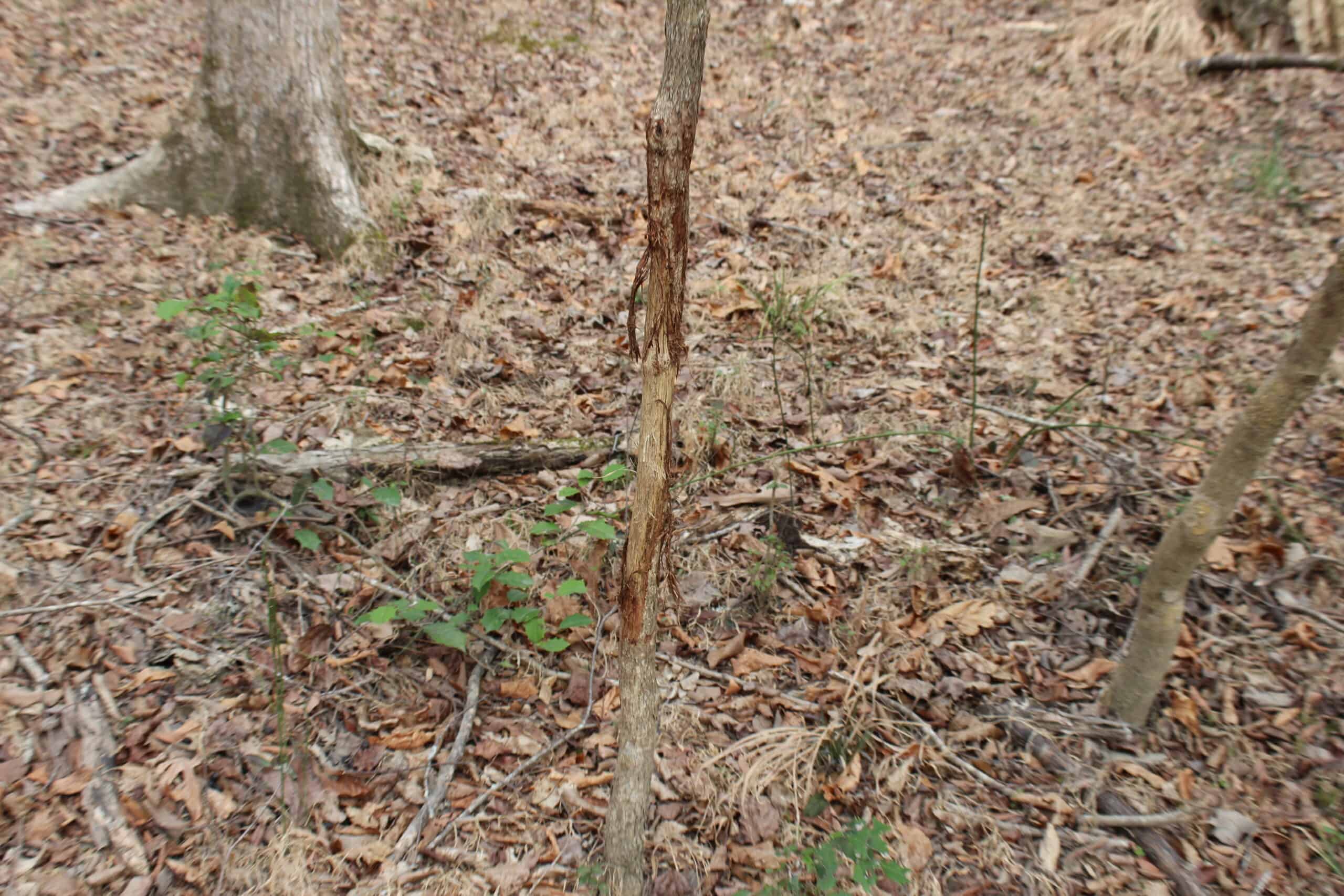 131 Acres of Prime Recreational Land in Loganville, GA – A Hunter’s Paradise & Potential Development Opportunity