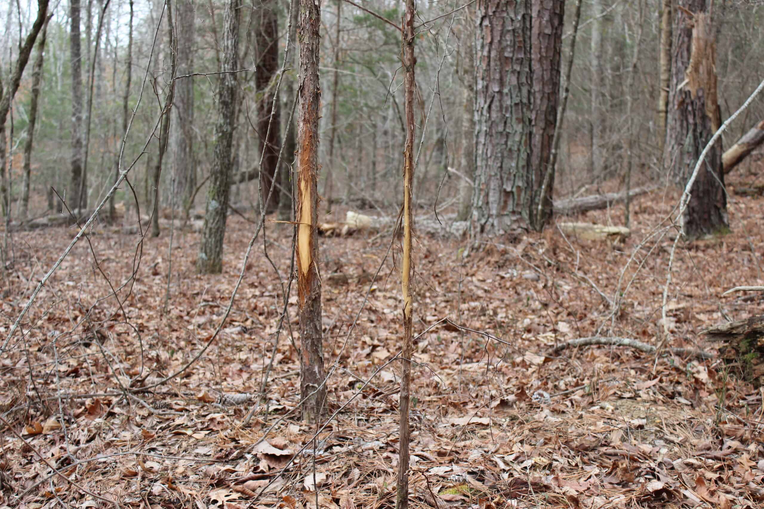 131 Acres of Prime Recreational Land in Loganville, GA – A Hunter’s Paradise & Potential Development Opportunity