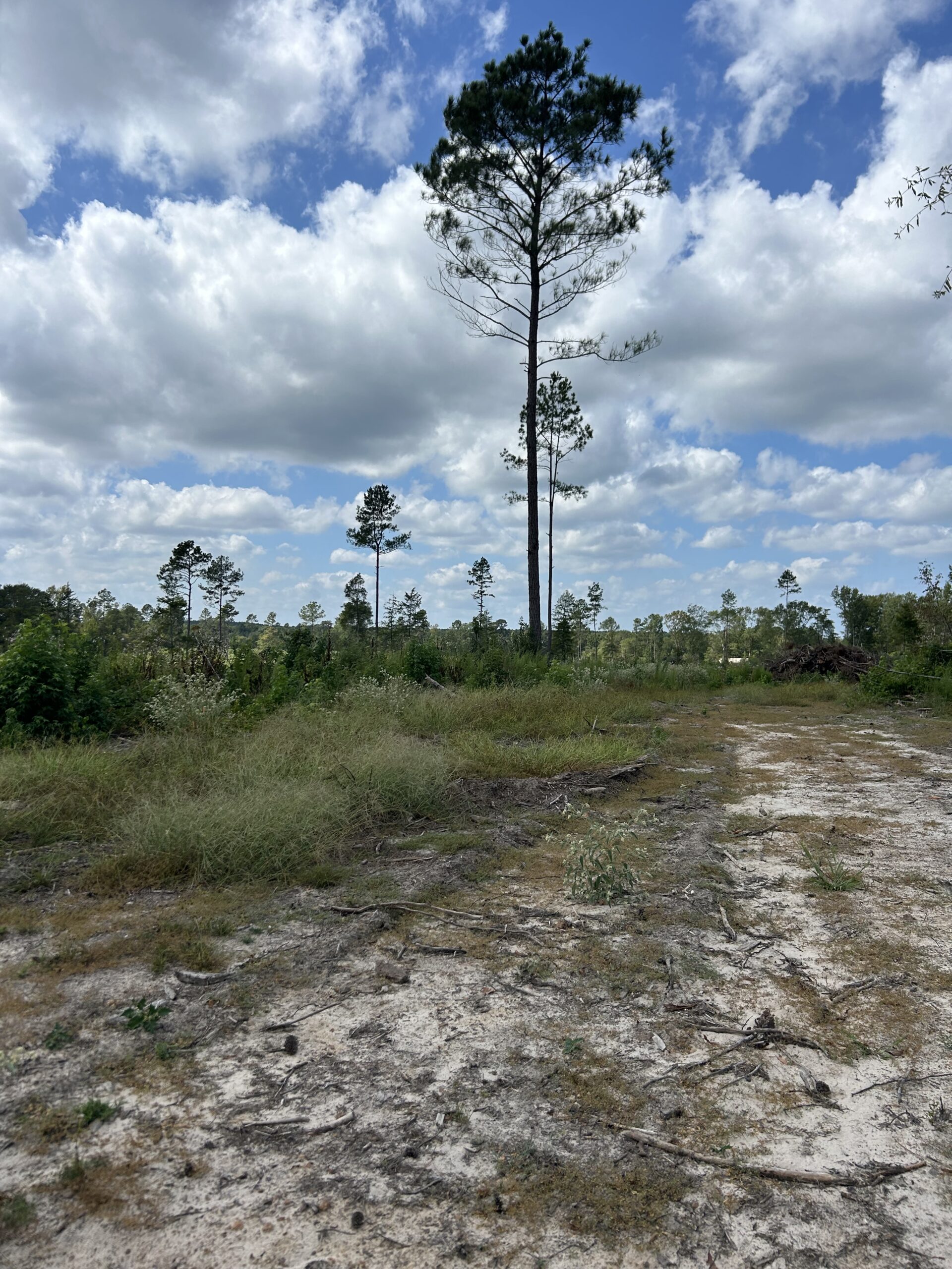 ±51.7 Acres Of East Texas Timberland/Homesite