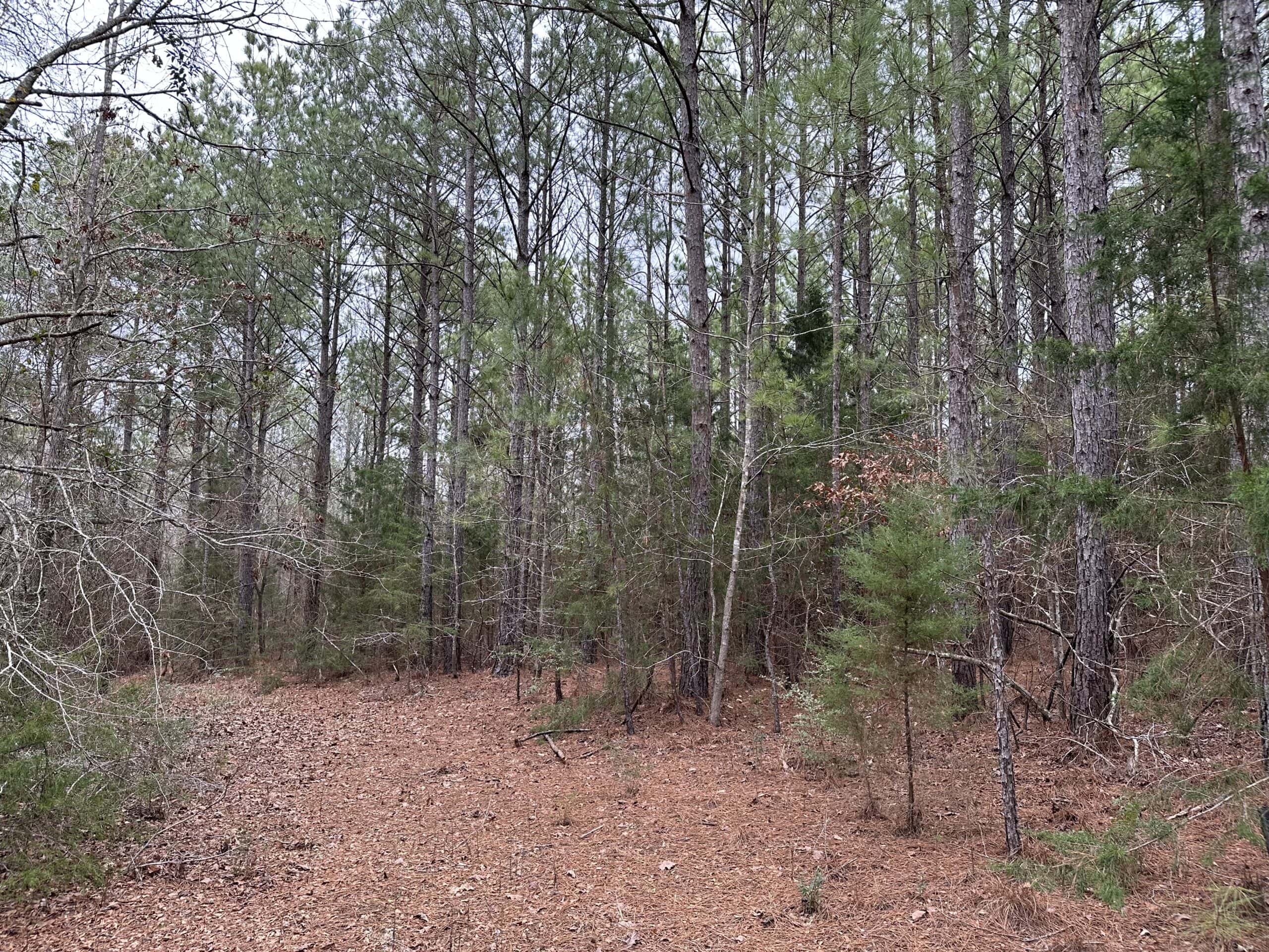 Cherokee County Texas Hunting/Recreational Tract For Sale