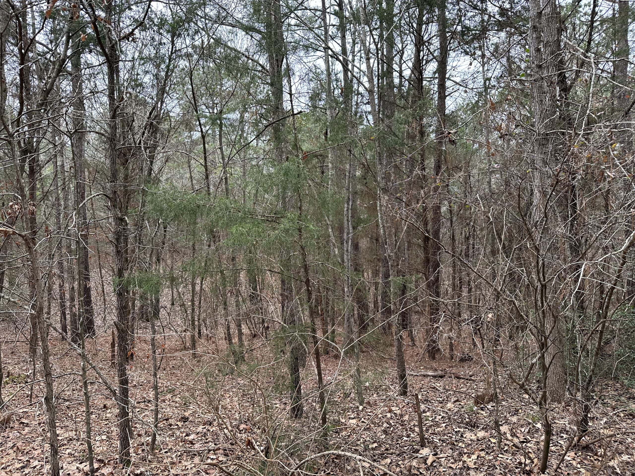 Cherokee County Texas Hunting/Recreational Tract For Sale