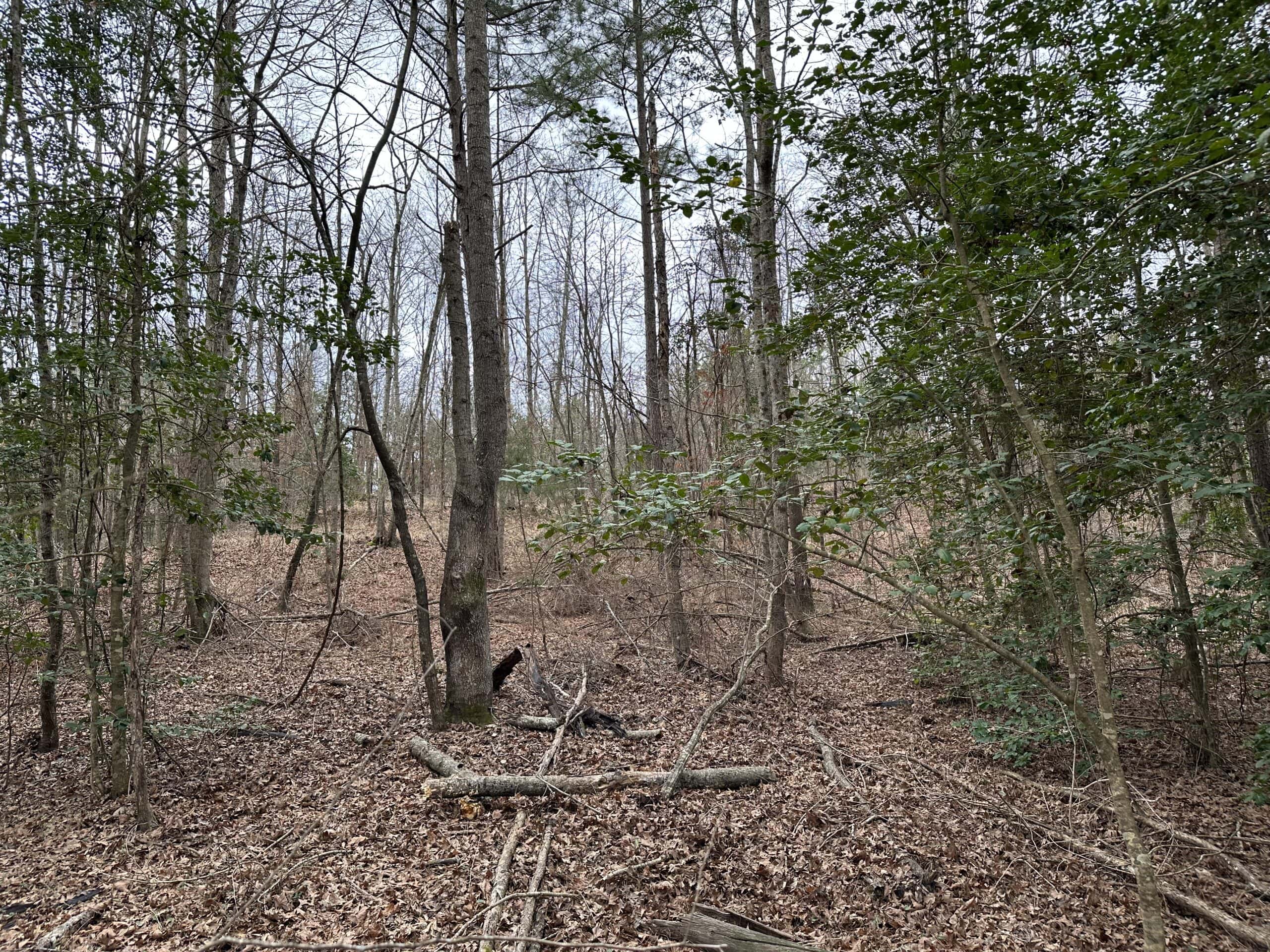 Cherokee County Texas Hunting/Recreational Tract For Sale