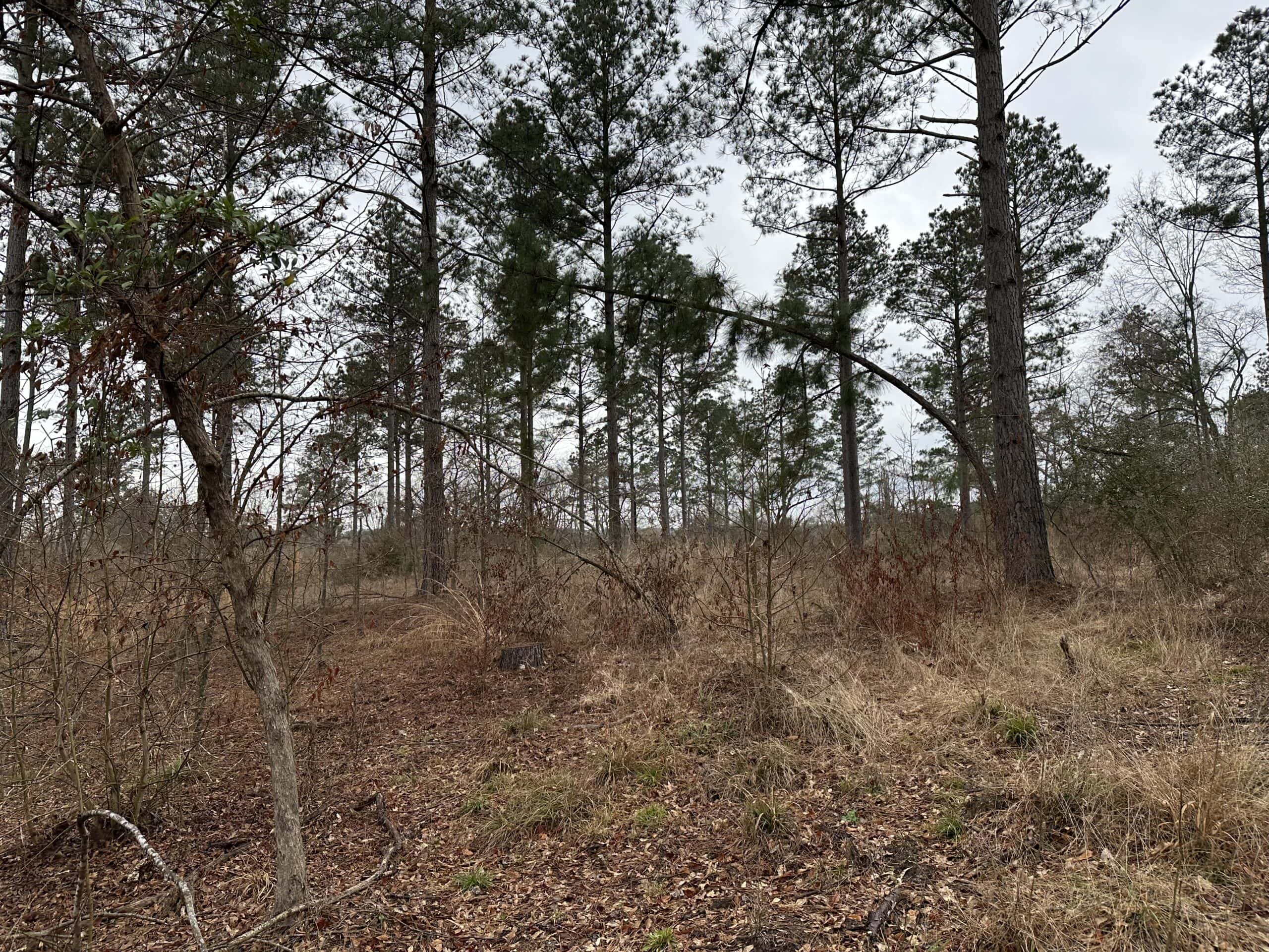 East Texas Recreational/Hunting Land For Sale