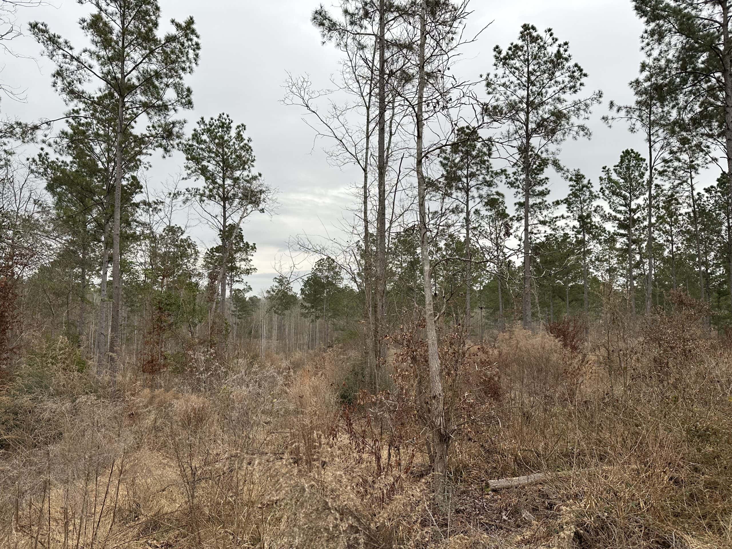 East Texas Recreational/Hunting Land For Sale