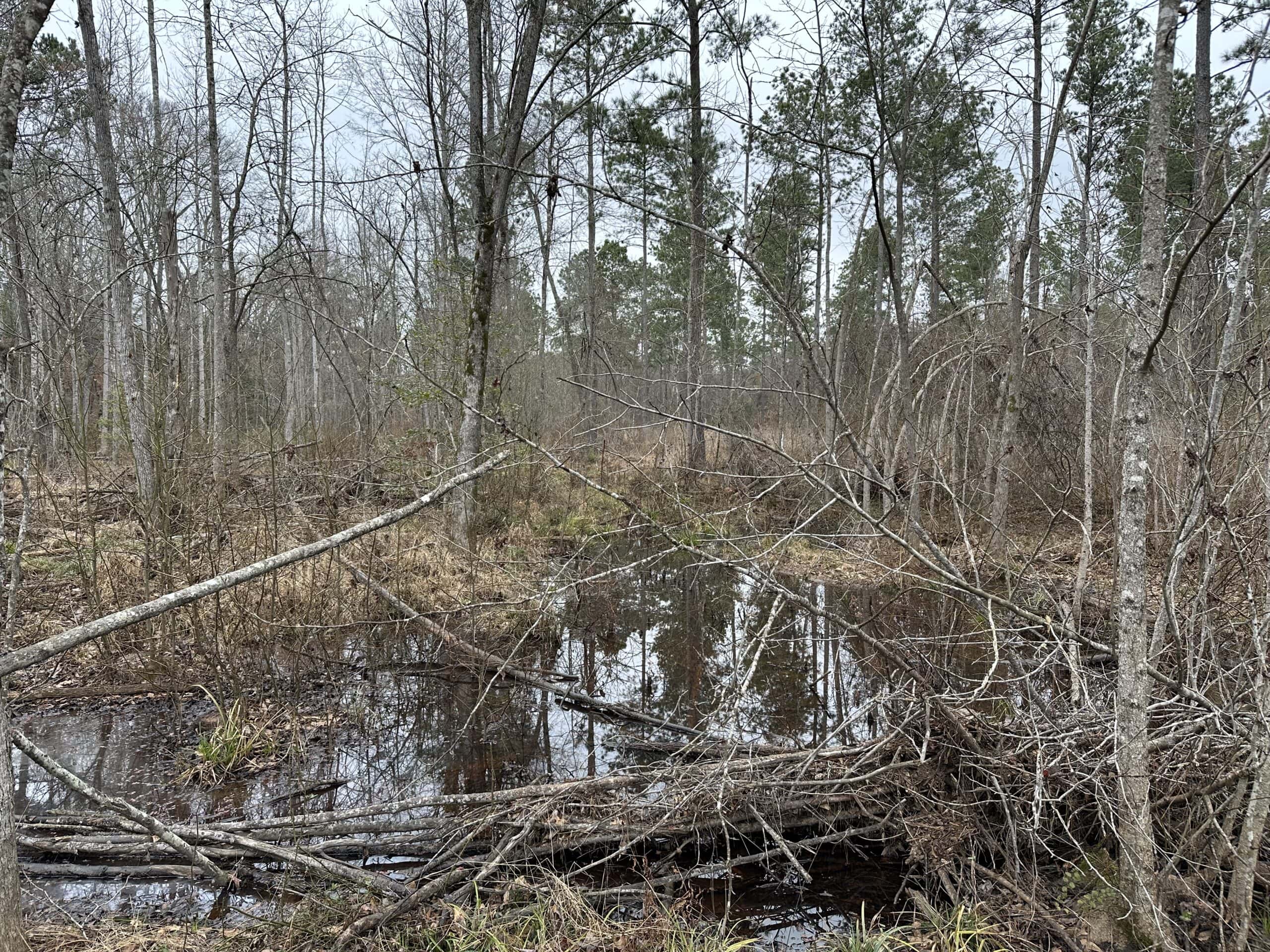 East Texas Recreational/Hunting Land For Sale