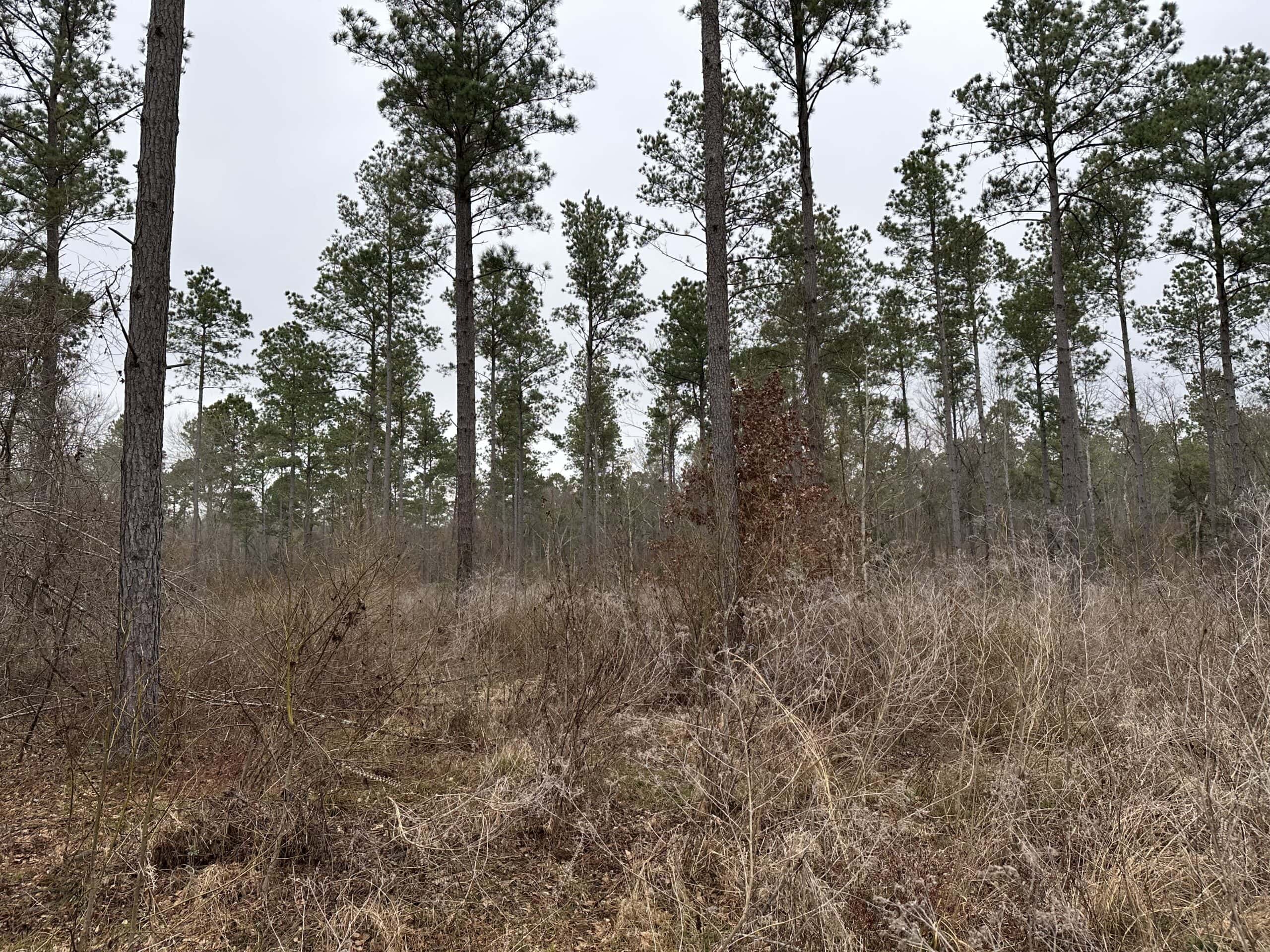 East Texas Recreational/Hunting Land For Sale
